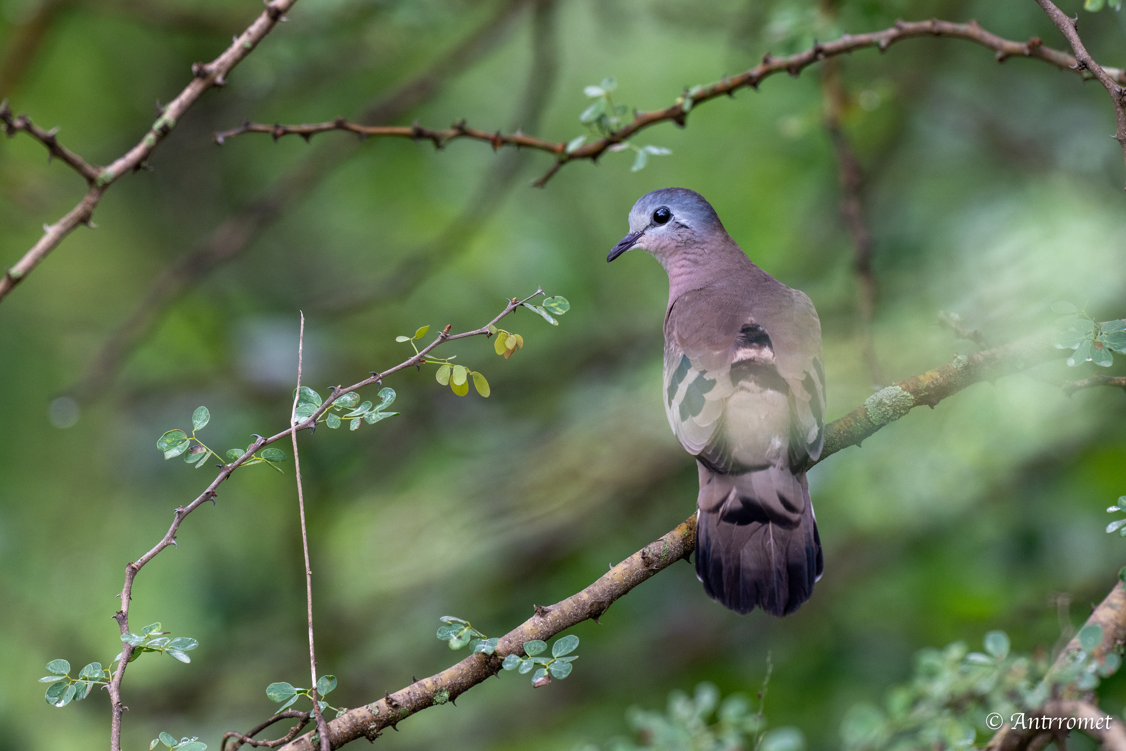 Wood Dove