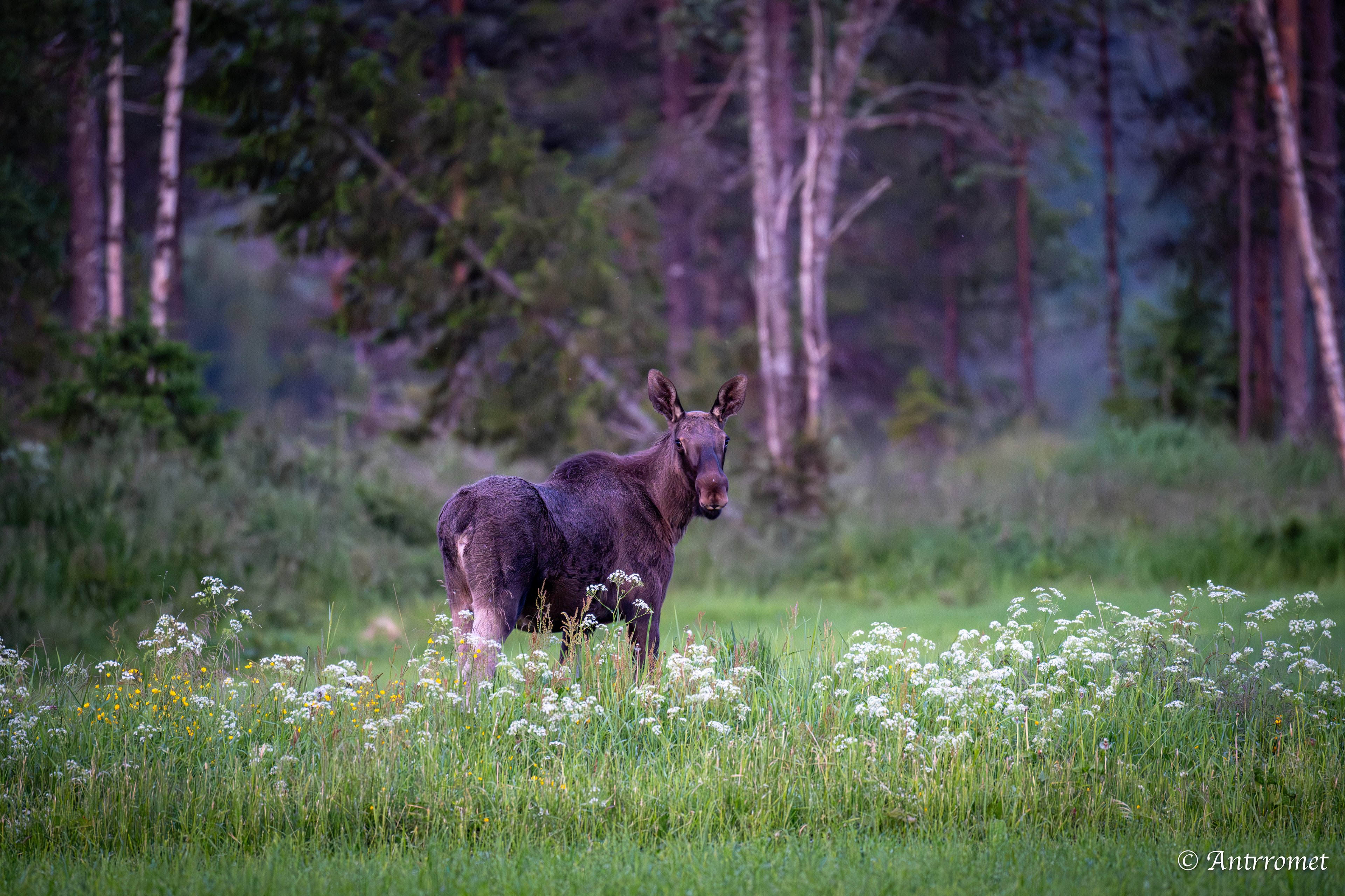 Moose somewhere in Bangsund