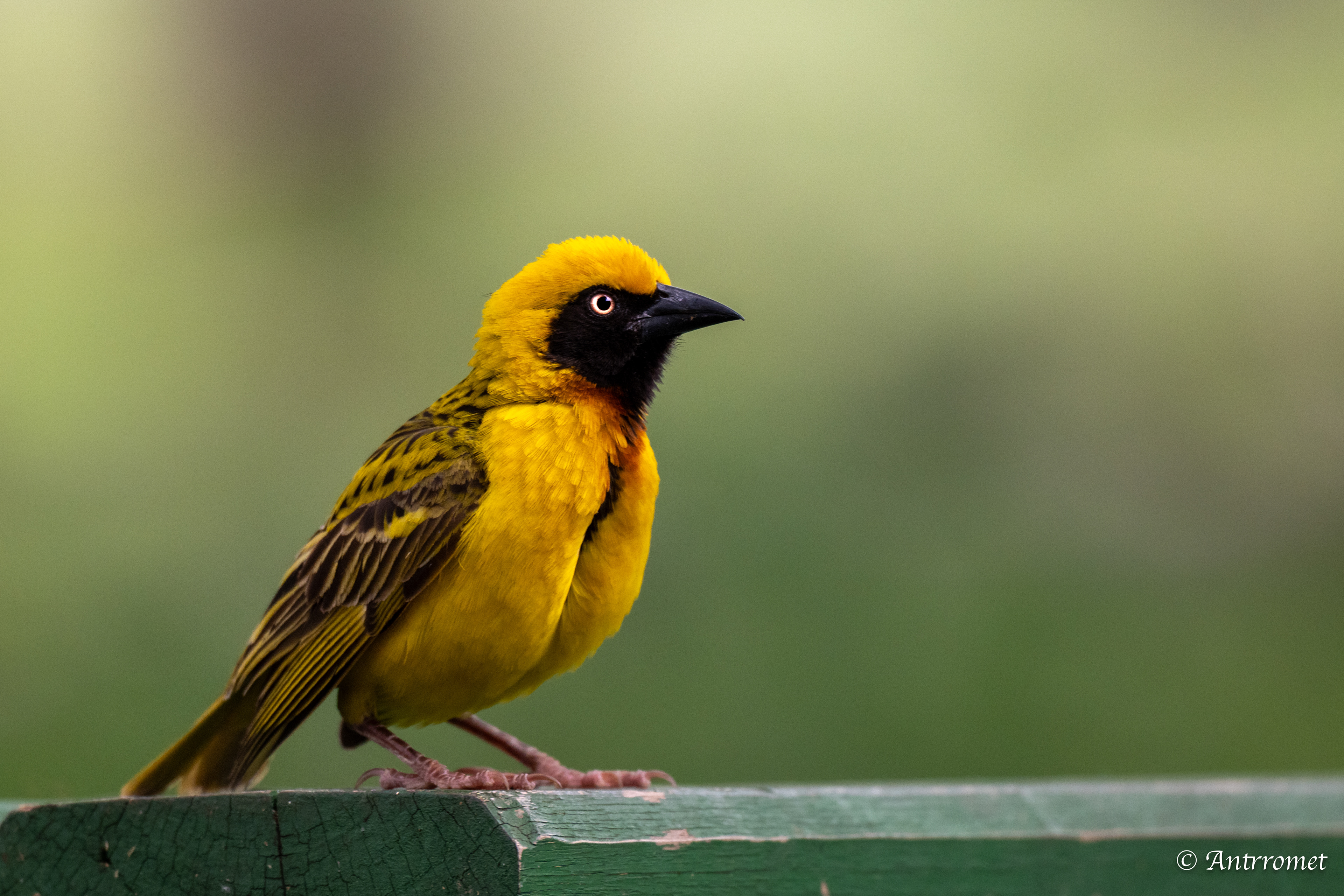 Speke's Weaver