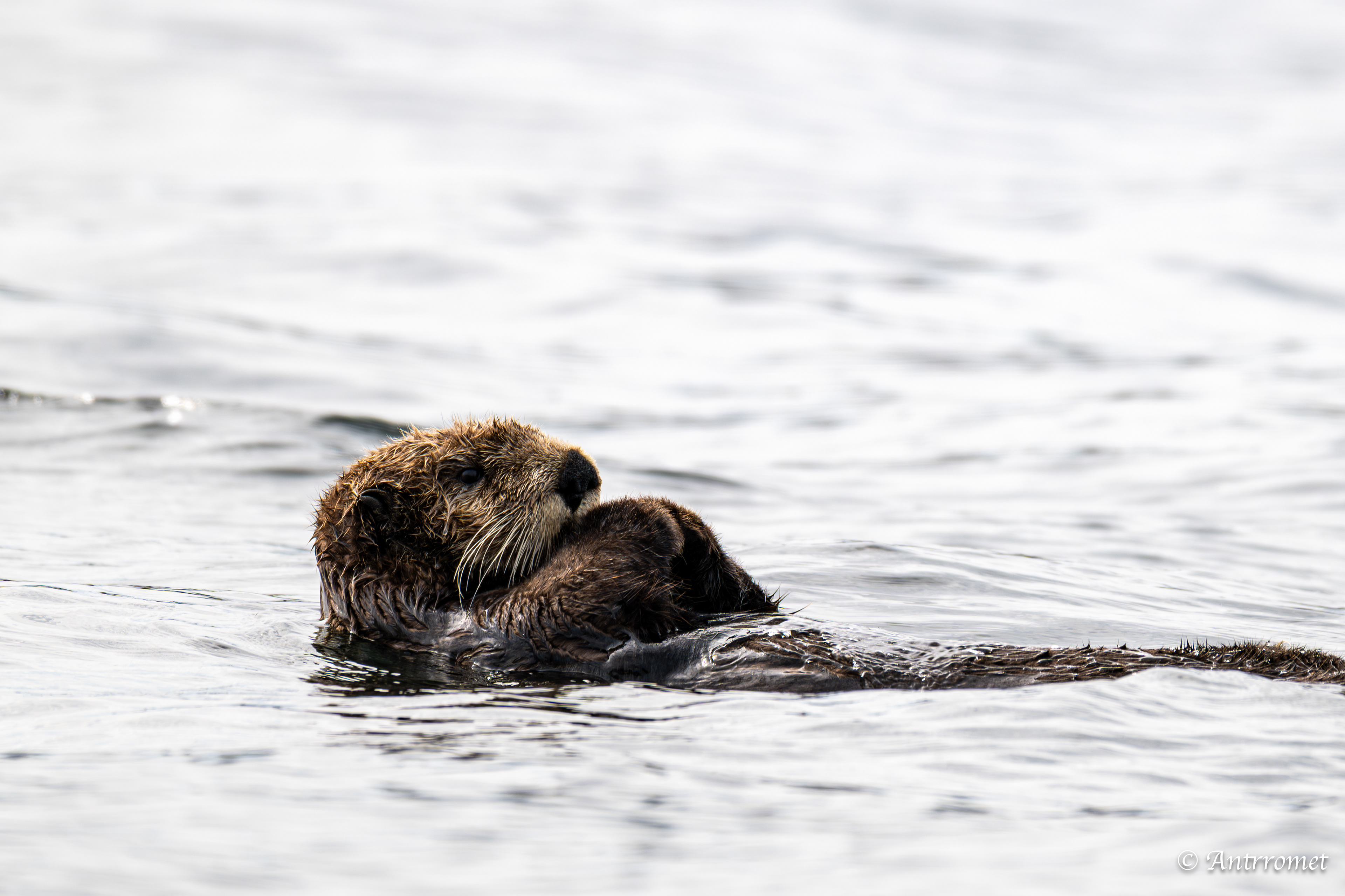 Sea otter