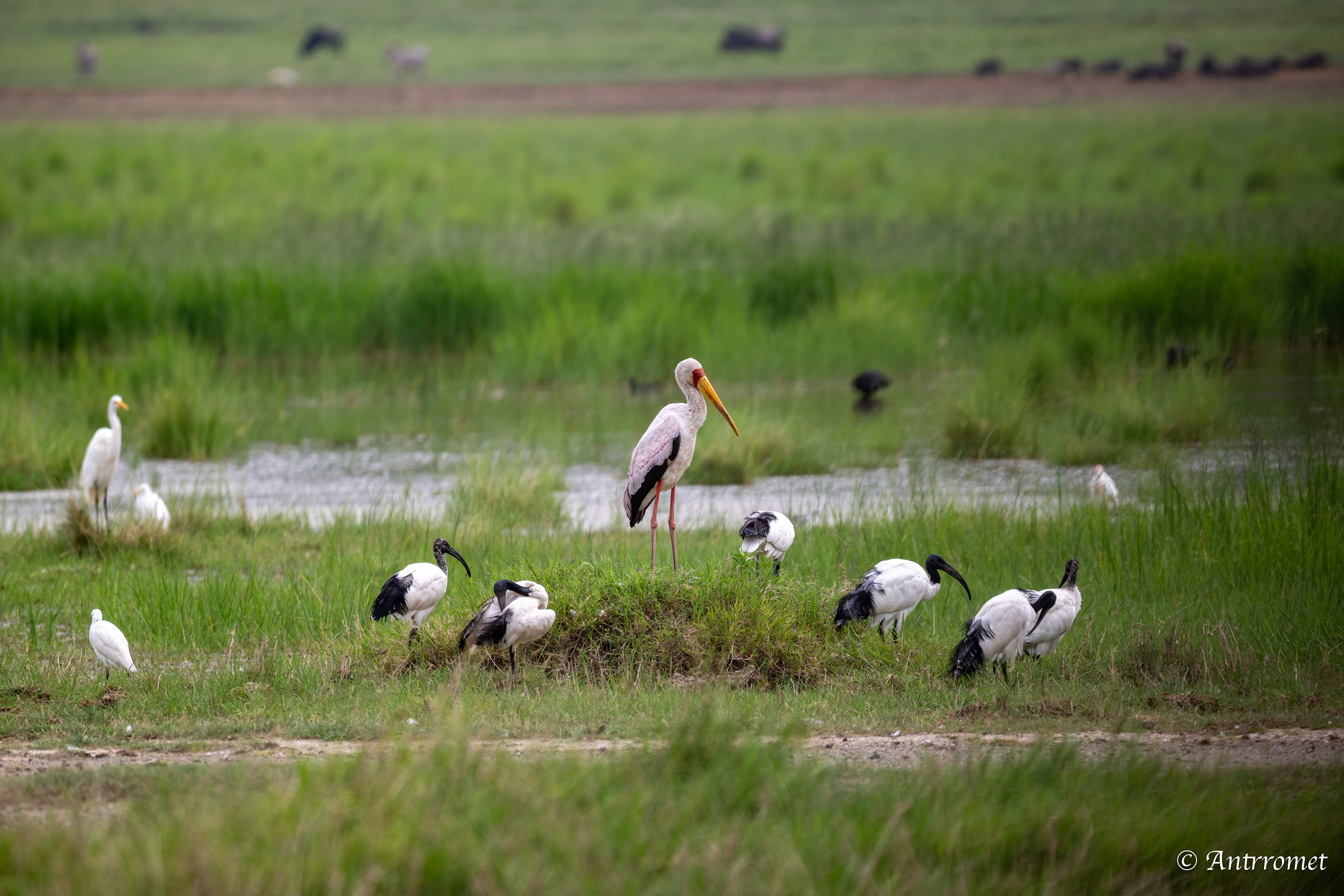 Yellow-billed Stork alongside several African Sacred Ibises