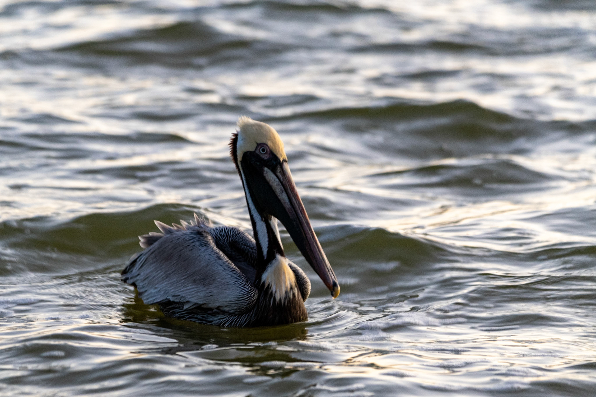 Pelican at Rio Lagartos Lagoon