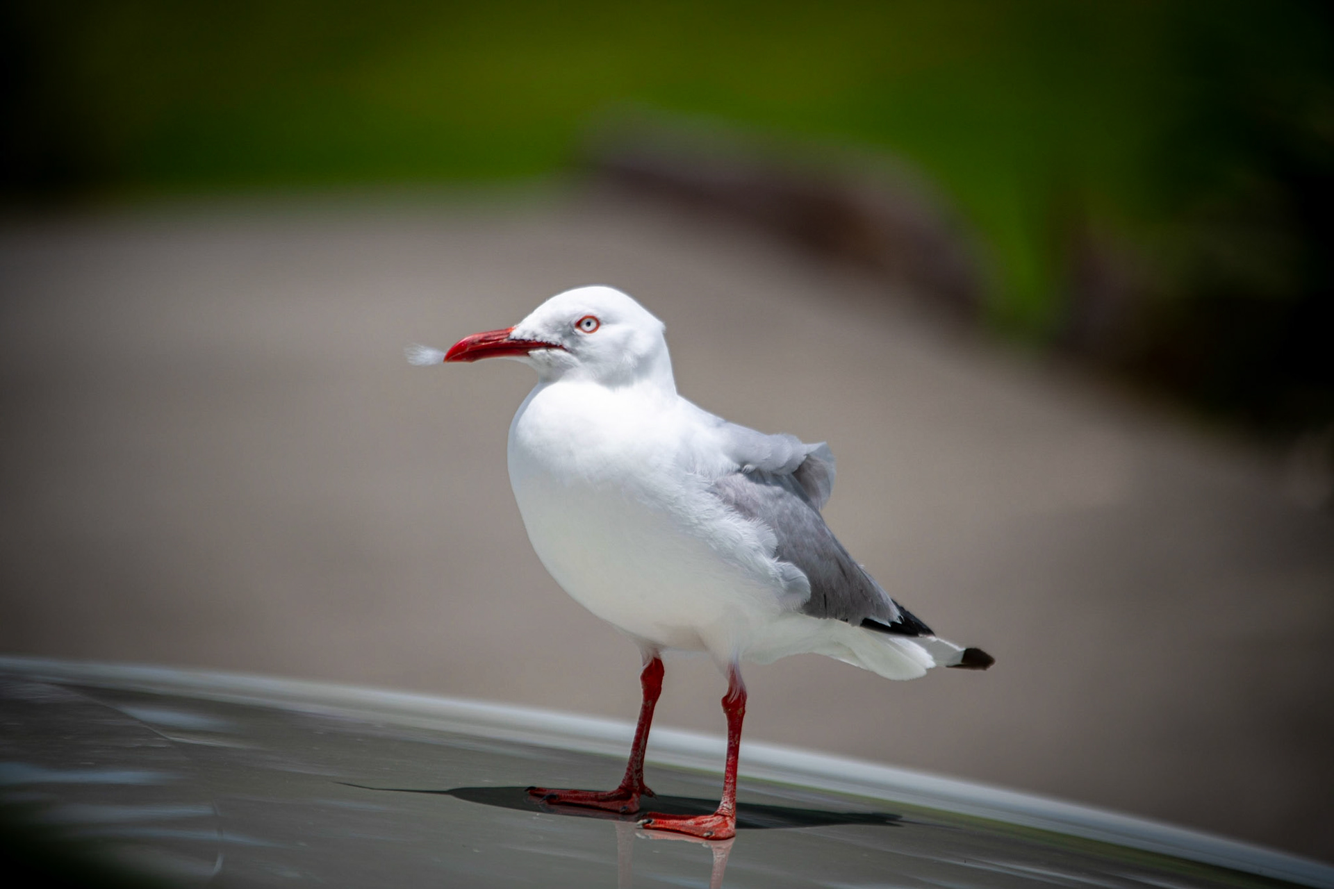 Red-billed gull