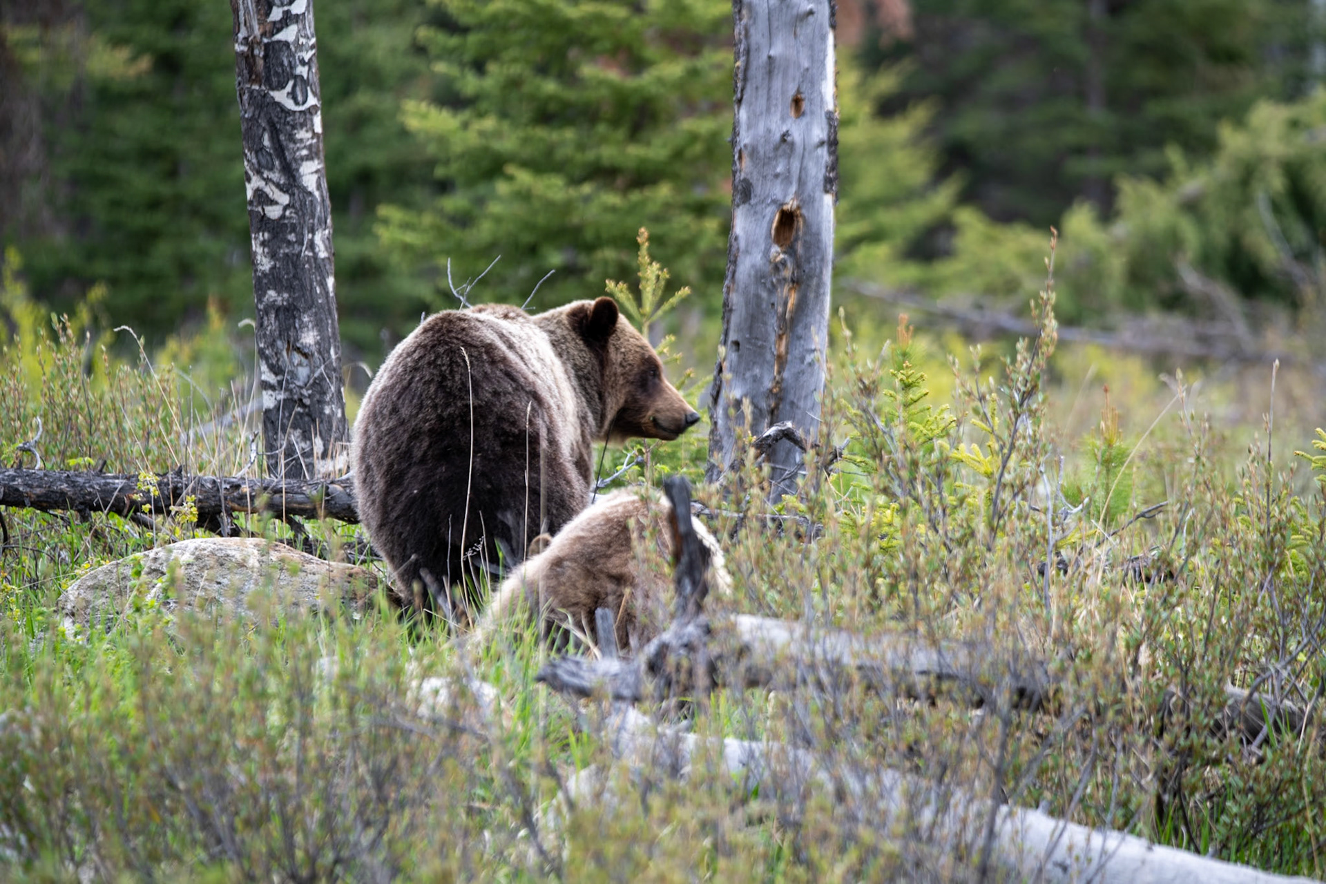 Grizzly bear with its cub