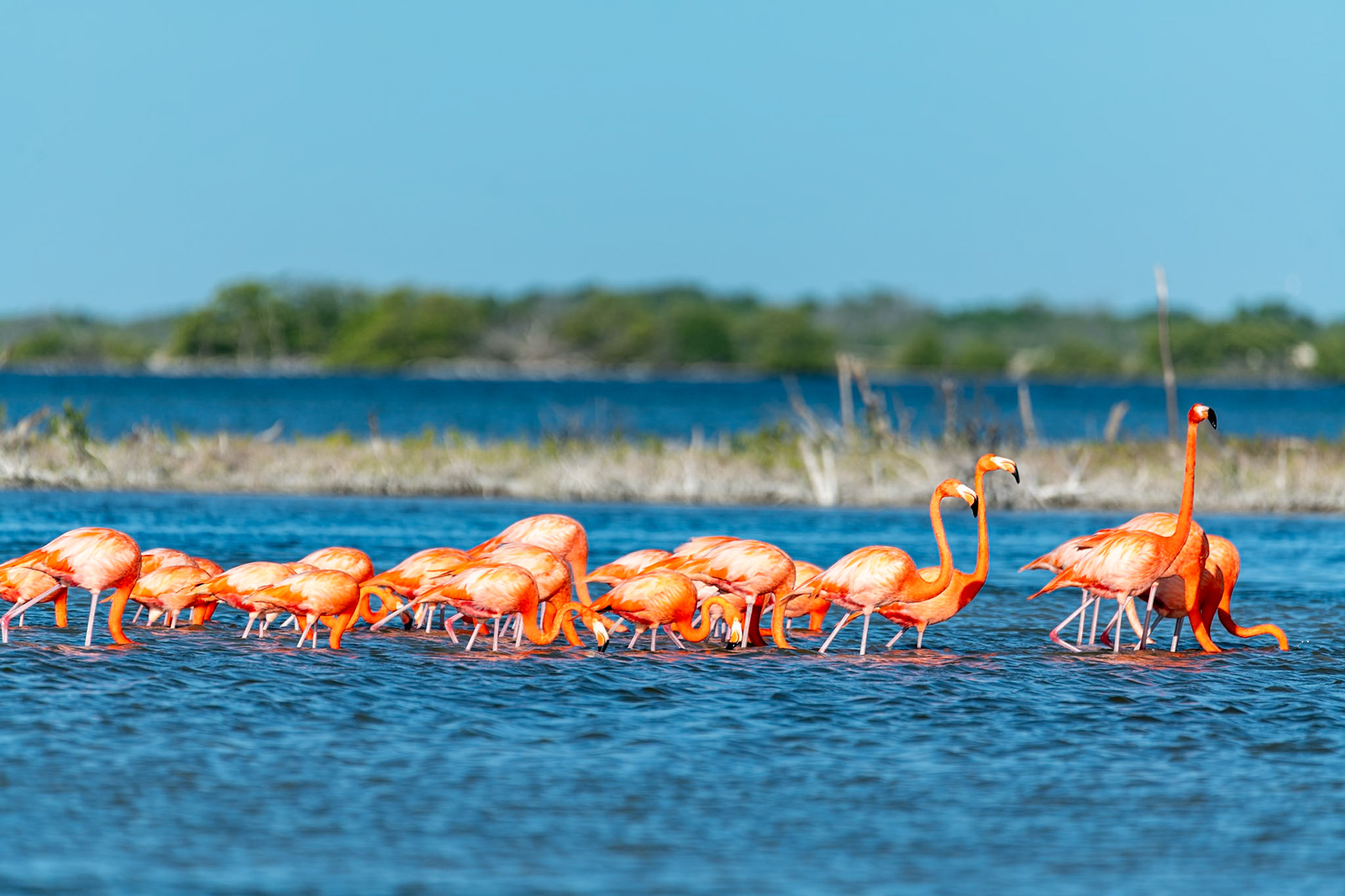 Flamingos at Rio Lagartos Lagoon