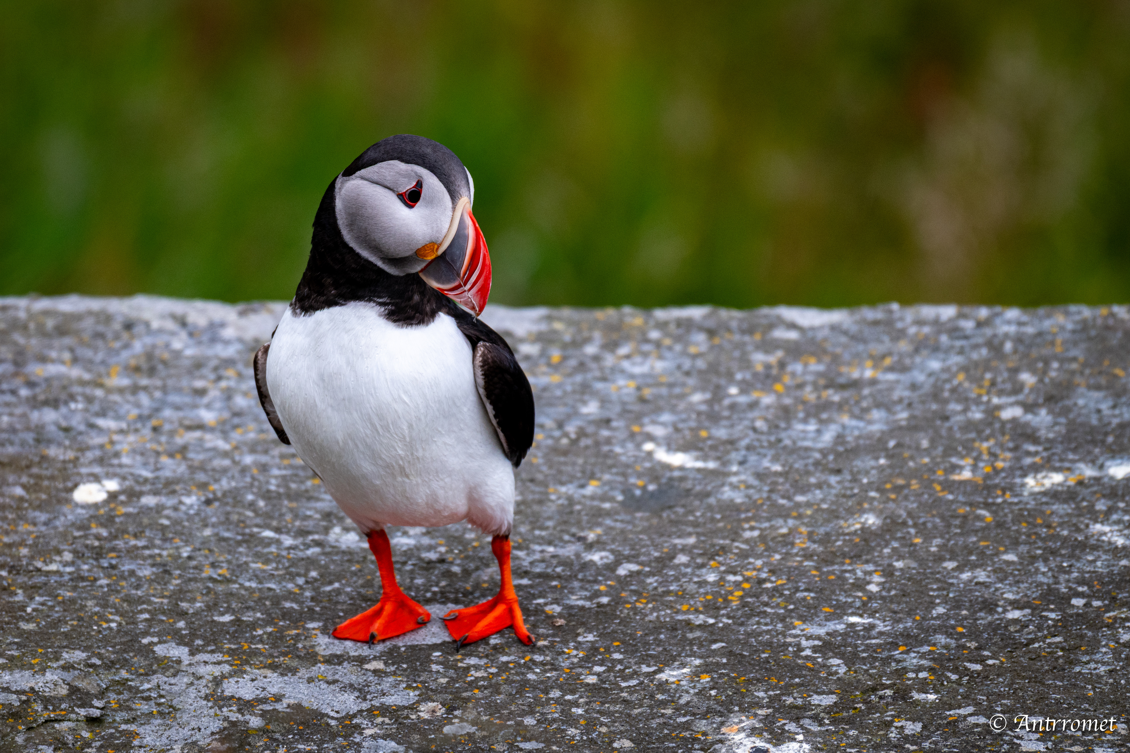 Puffins at Puffin viewing point, Runde