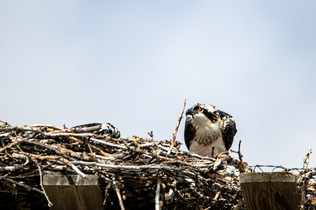 Osprey