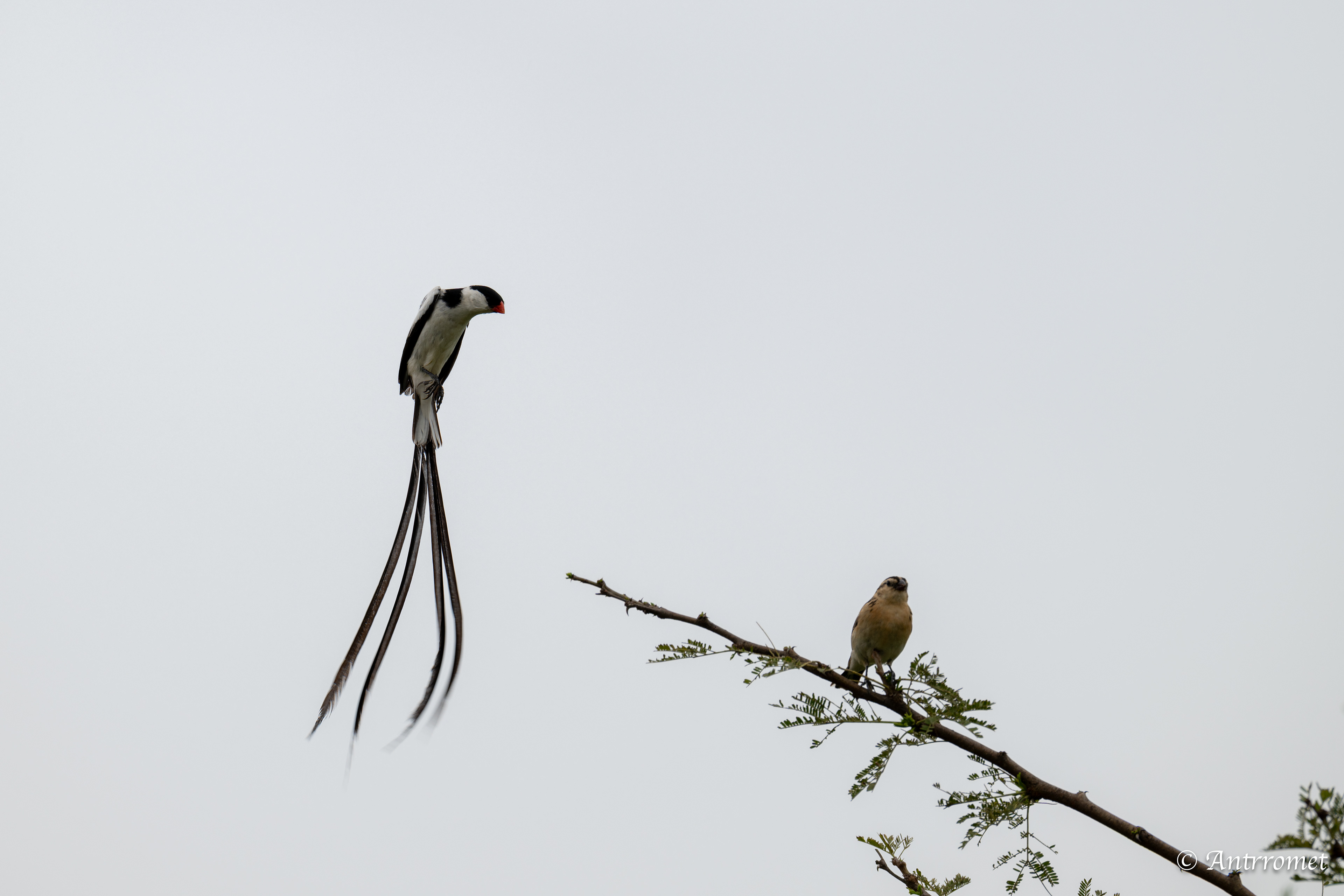 Mating dance of Pin-tailed Whydahs