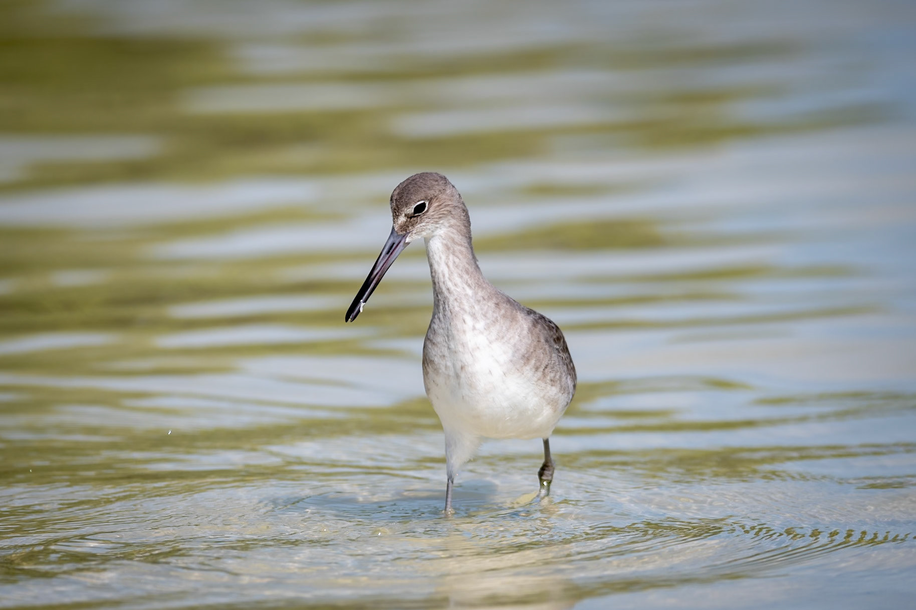 Willet at Isla de la Pasión