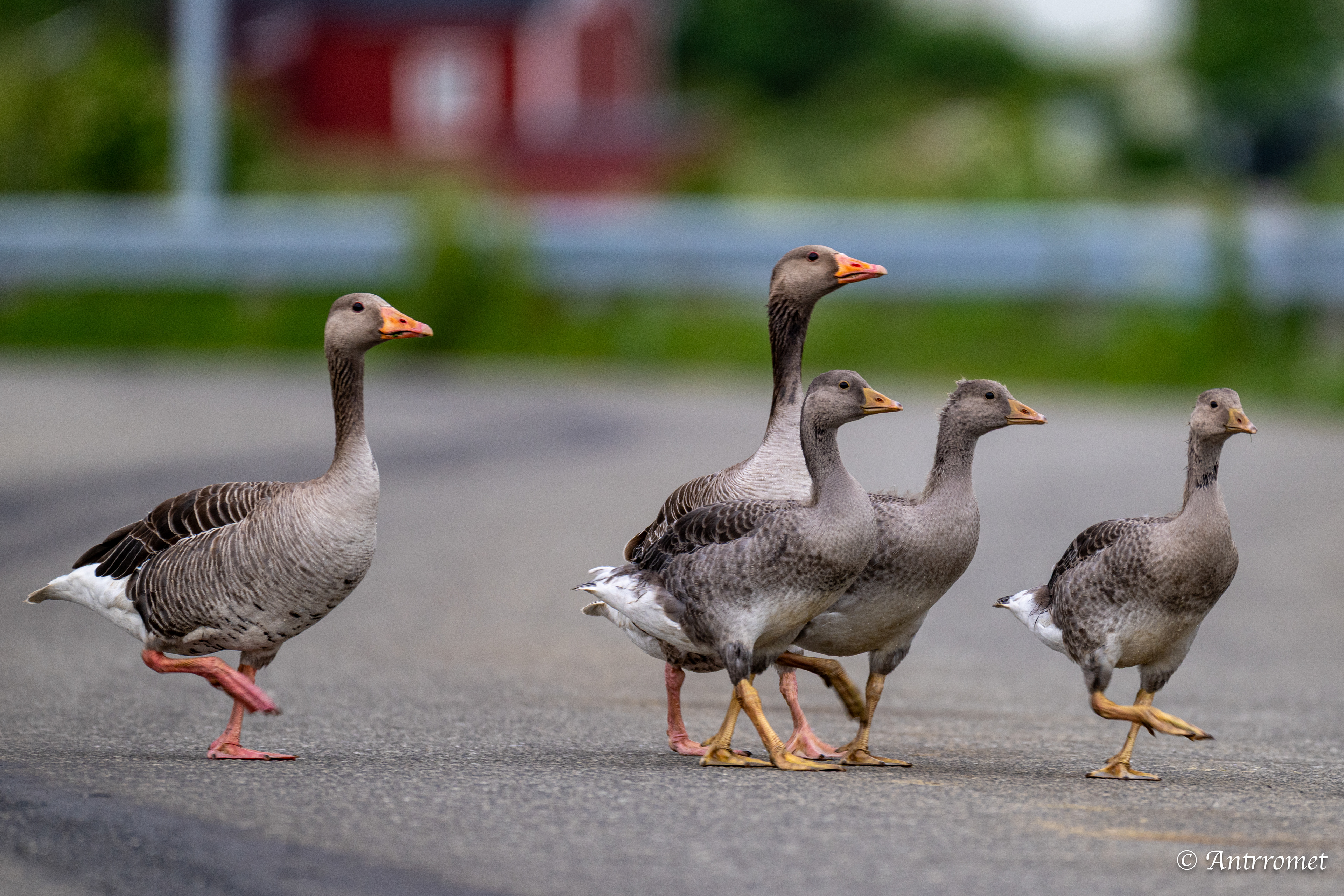 Greylag Geese near Værøy