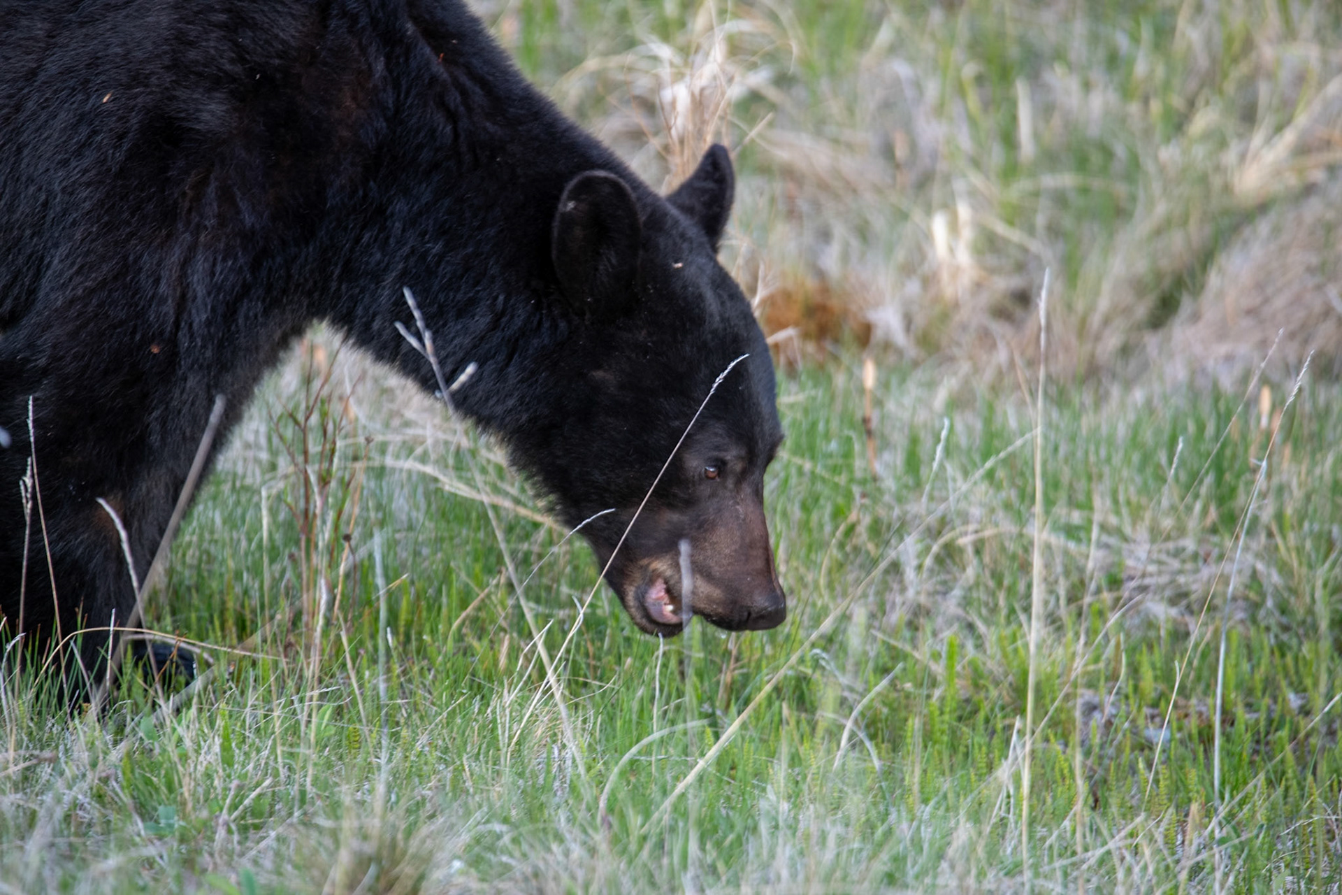 Black bear on Icefields Parkway