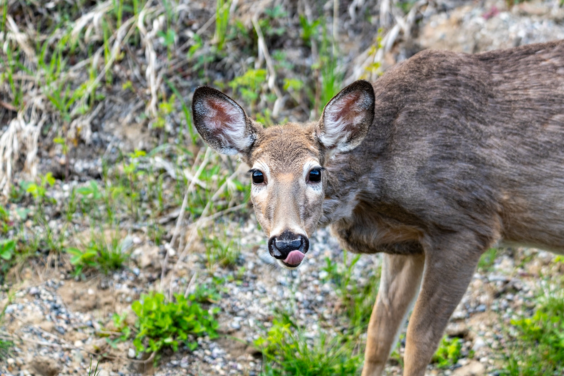 Mule dear near Maligne Lake Road