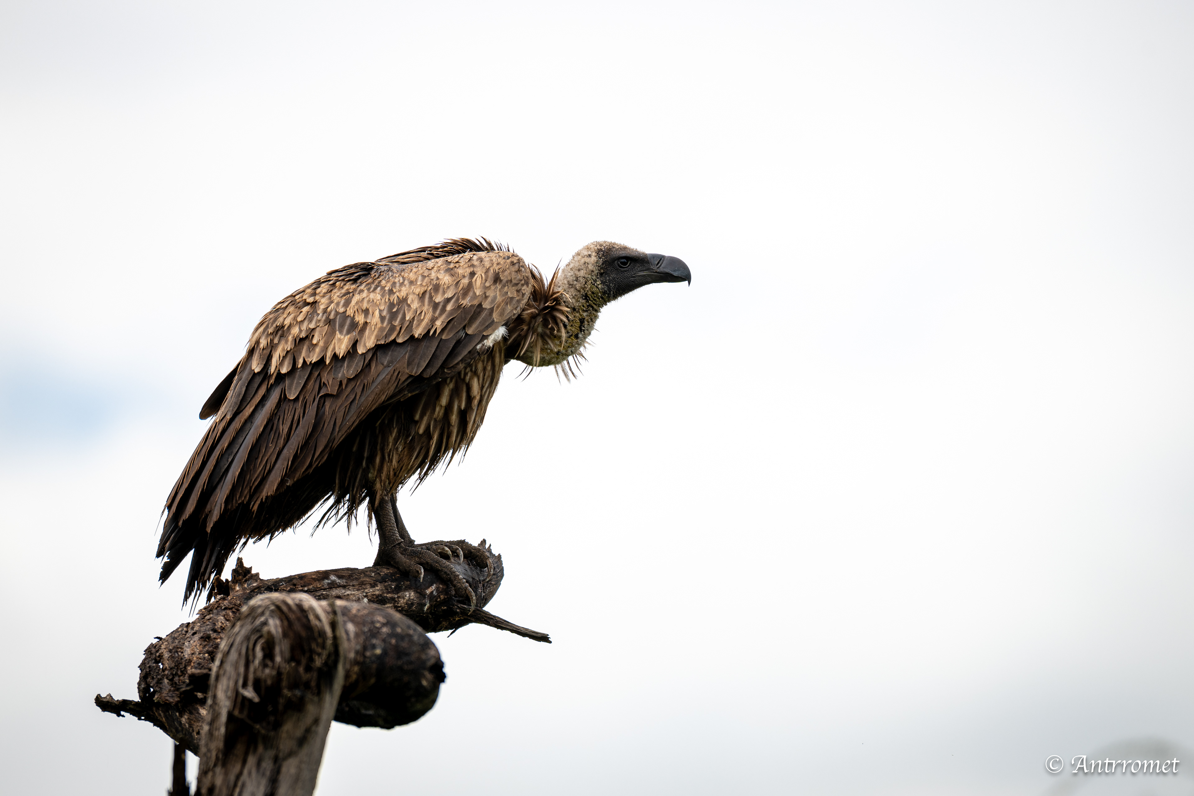 Rüppell's Vultures