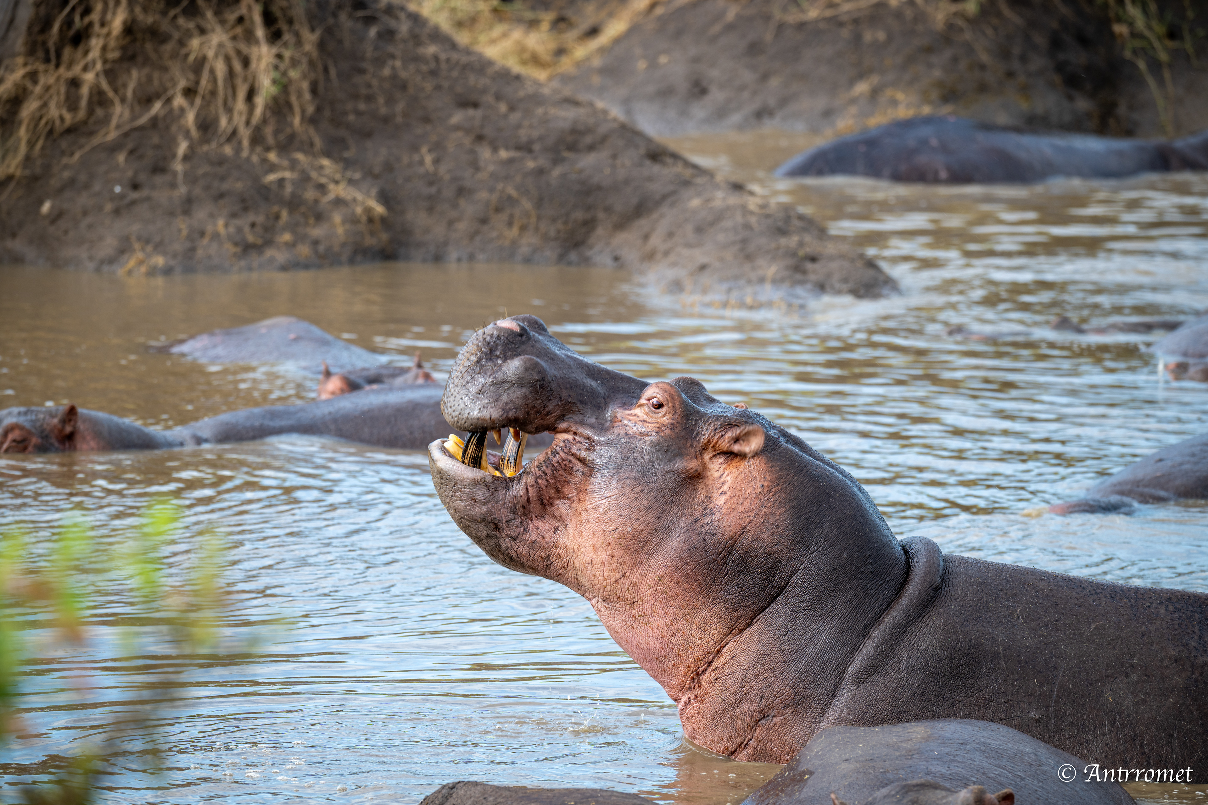 Hippopotamuses