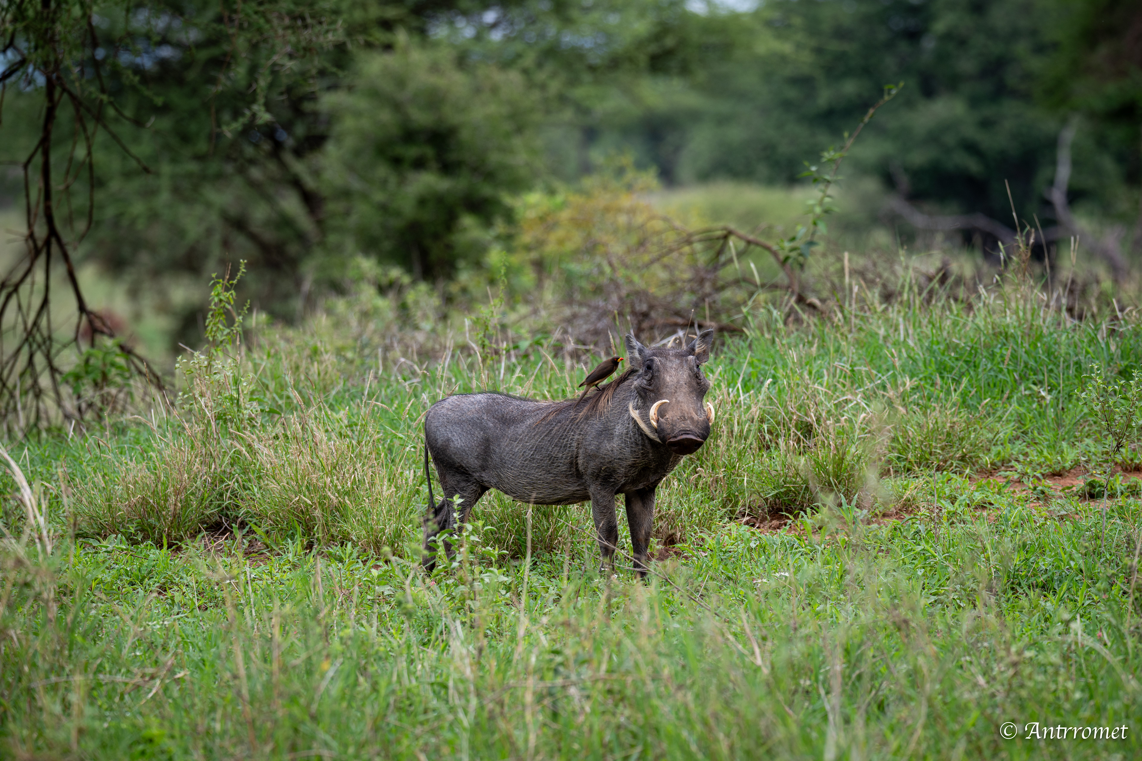 Warthog
