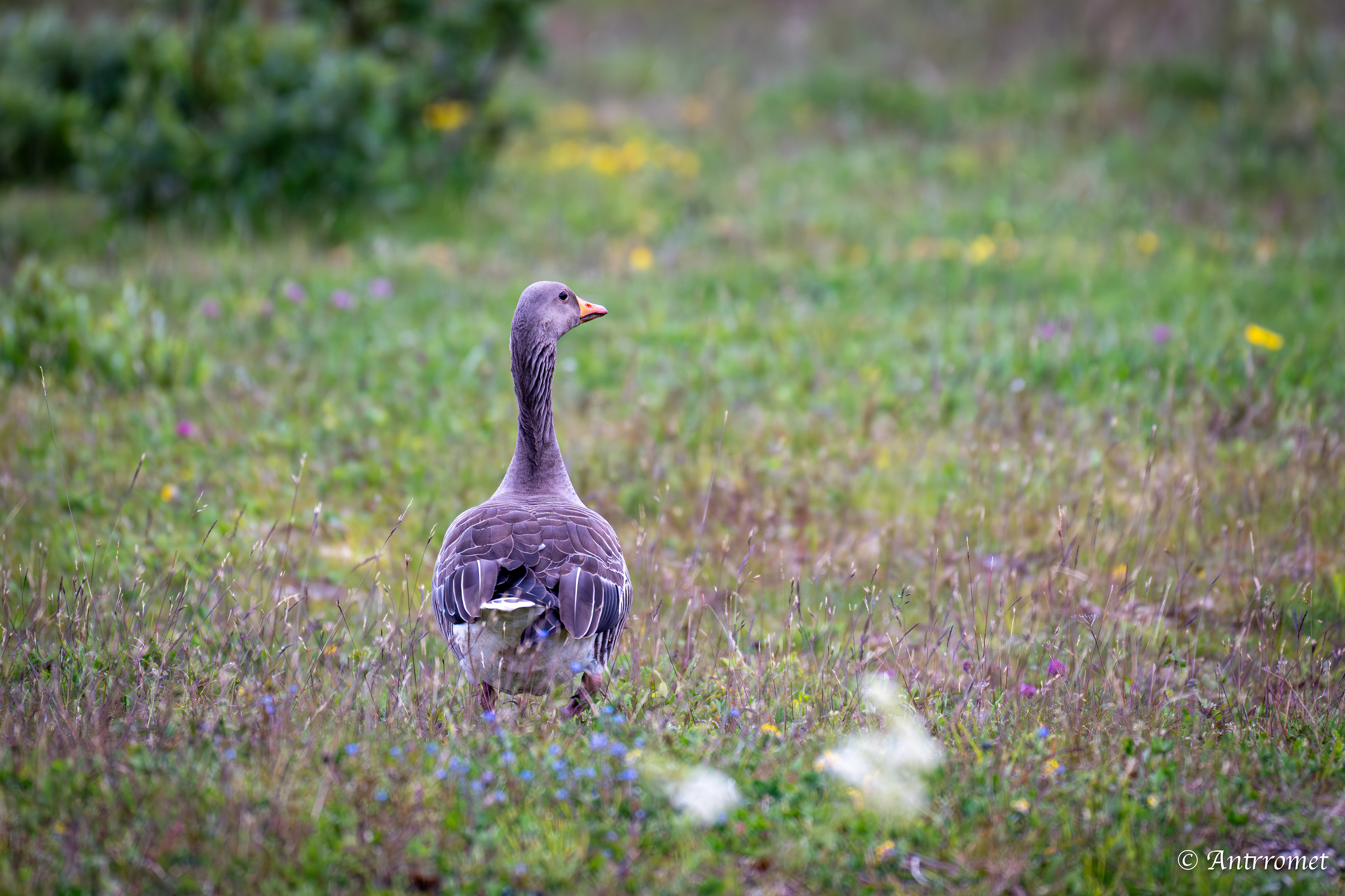 Greylag Geese near Værøy