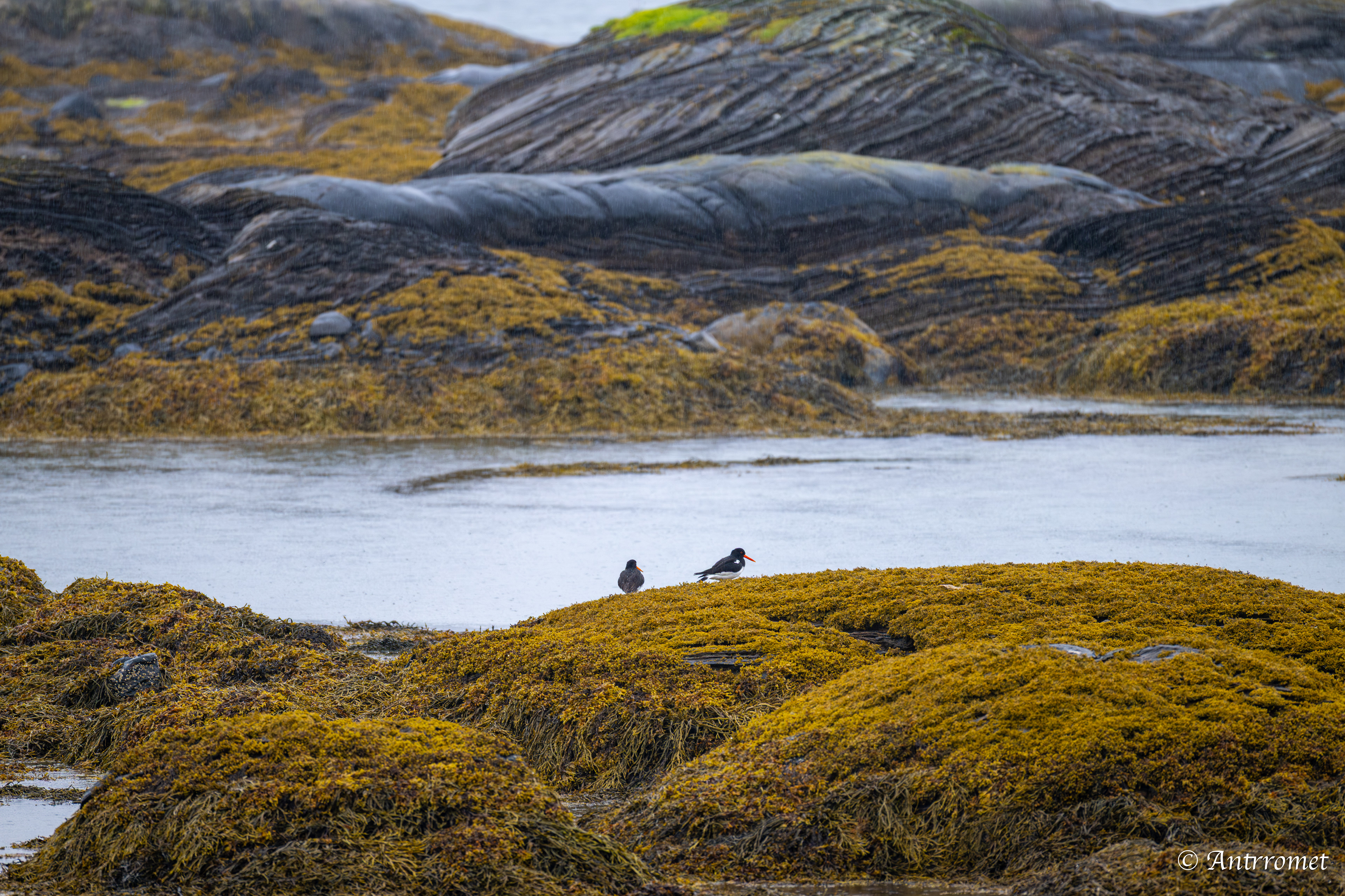 Oyster catchers at Godøystraumen rasteplass