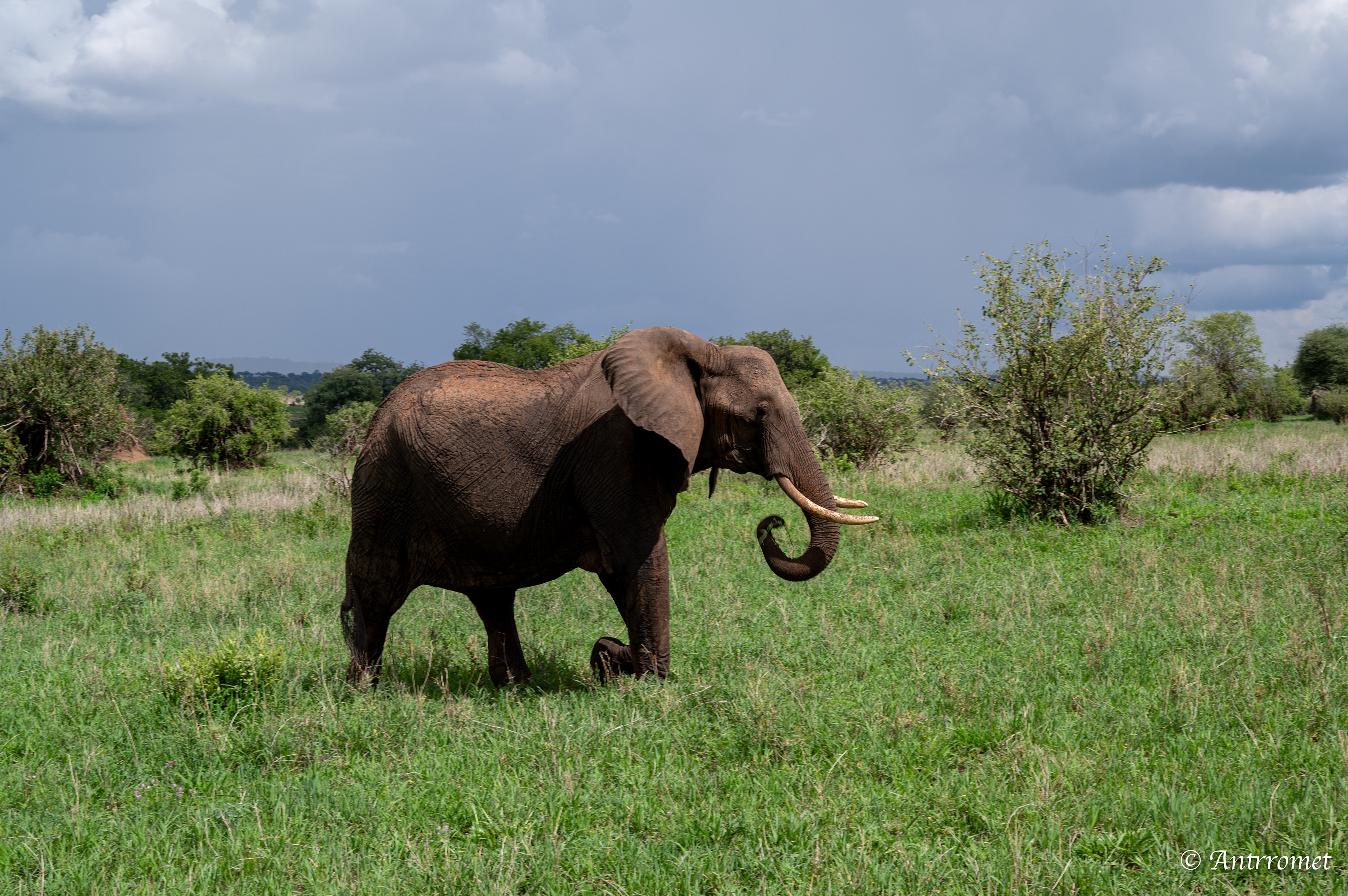 African Elephant
