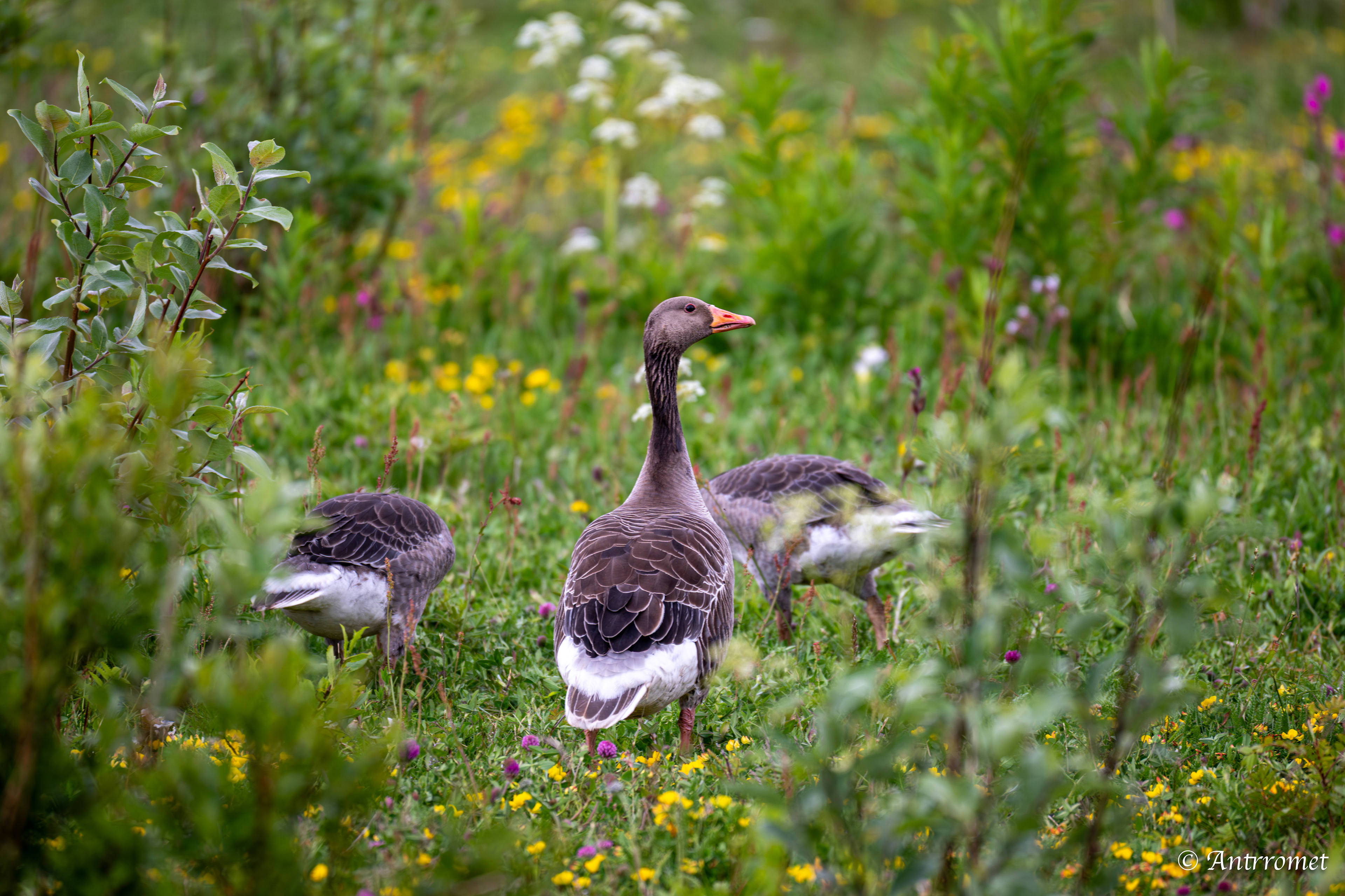 Greylag Geese near Værøy