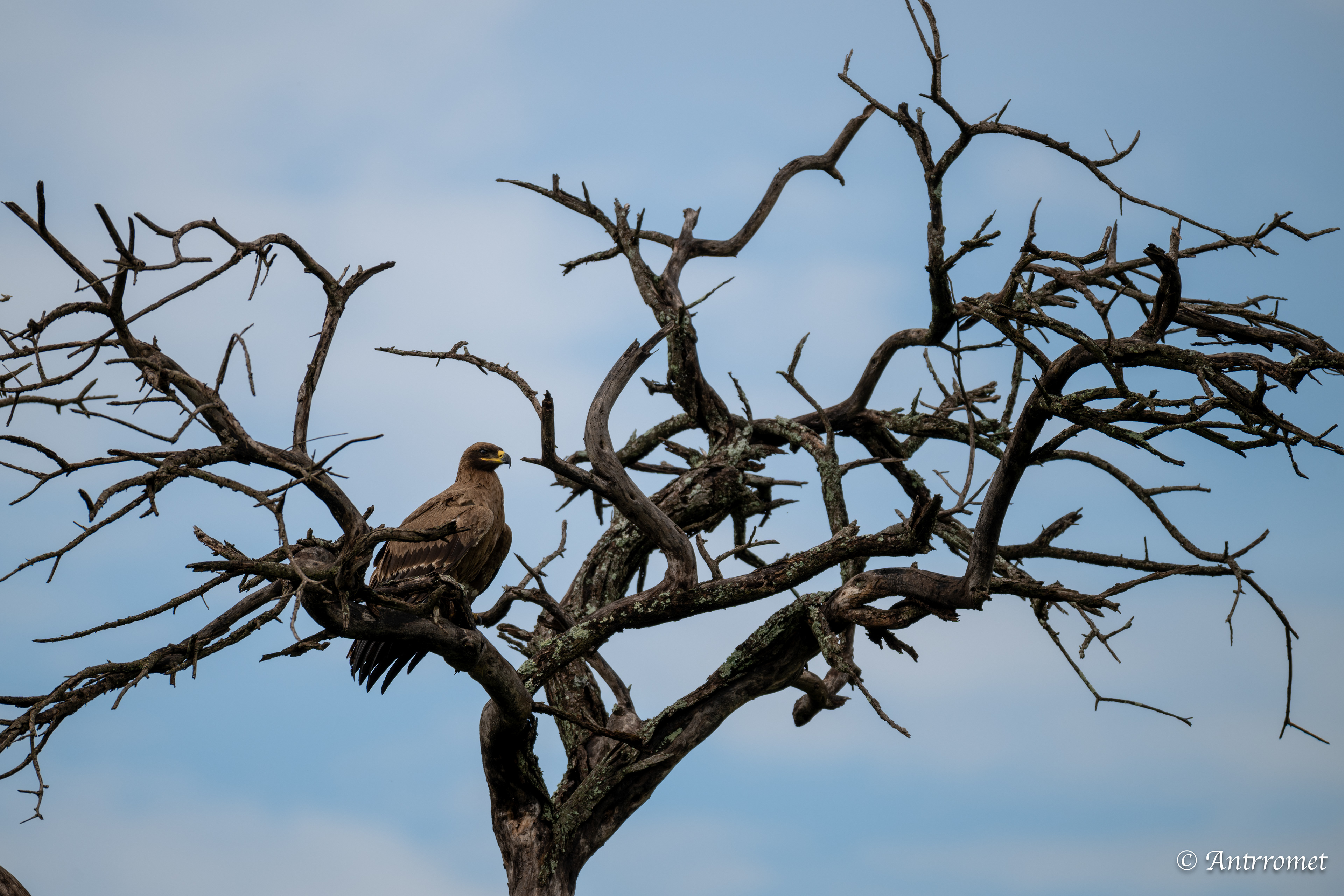 Tawny Eagle