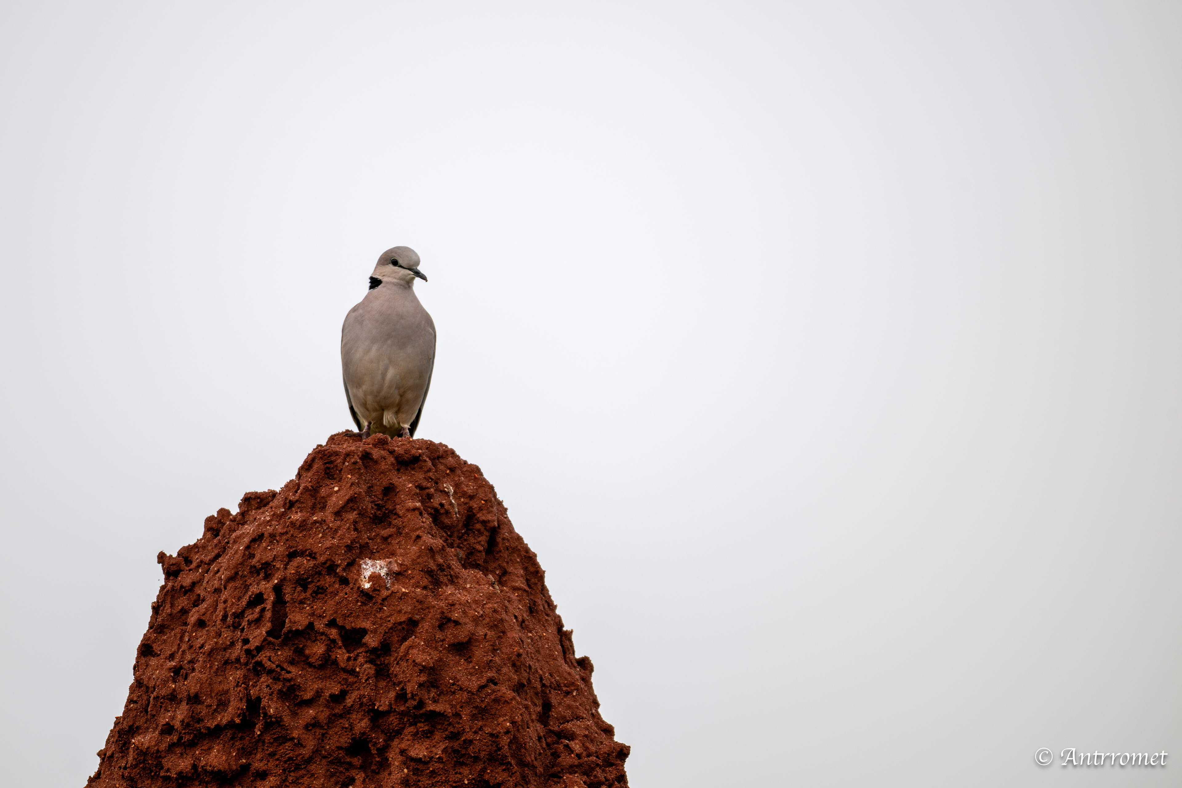 Ring-necked Dove