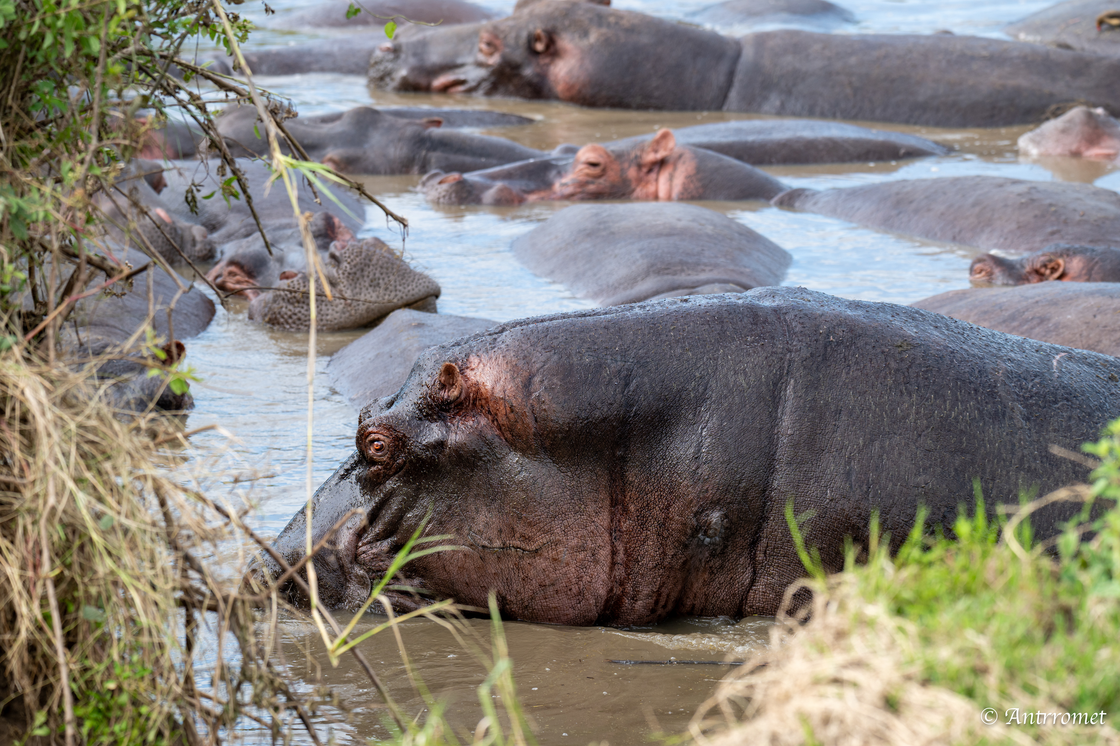 Hippopotamuses