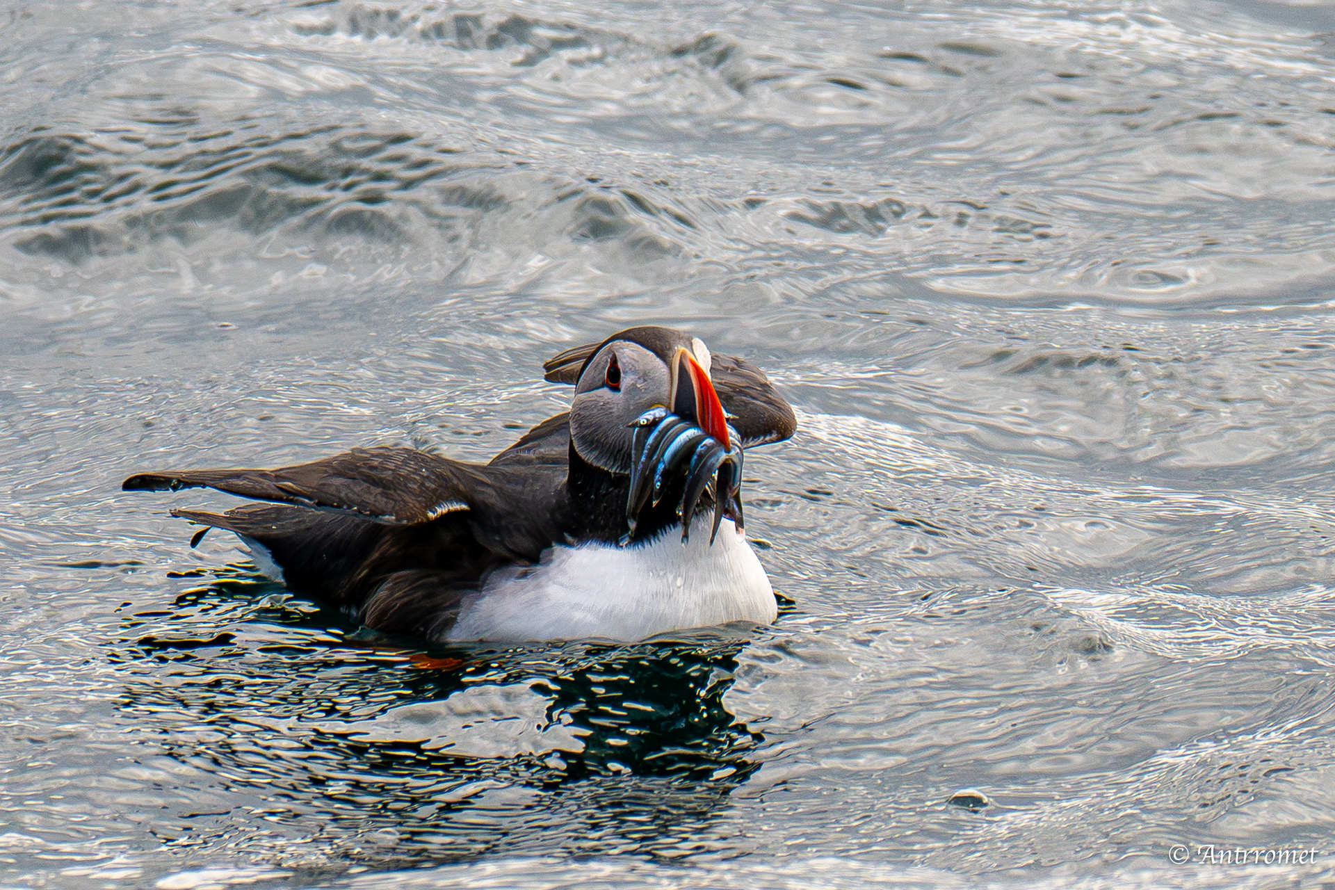 Puffins at Puffin Safari AS, Bleik, Vesteralen