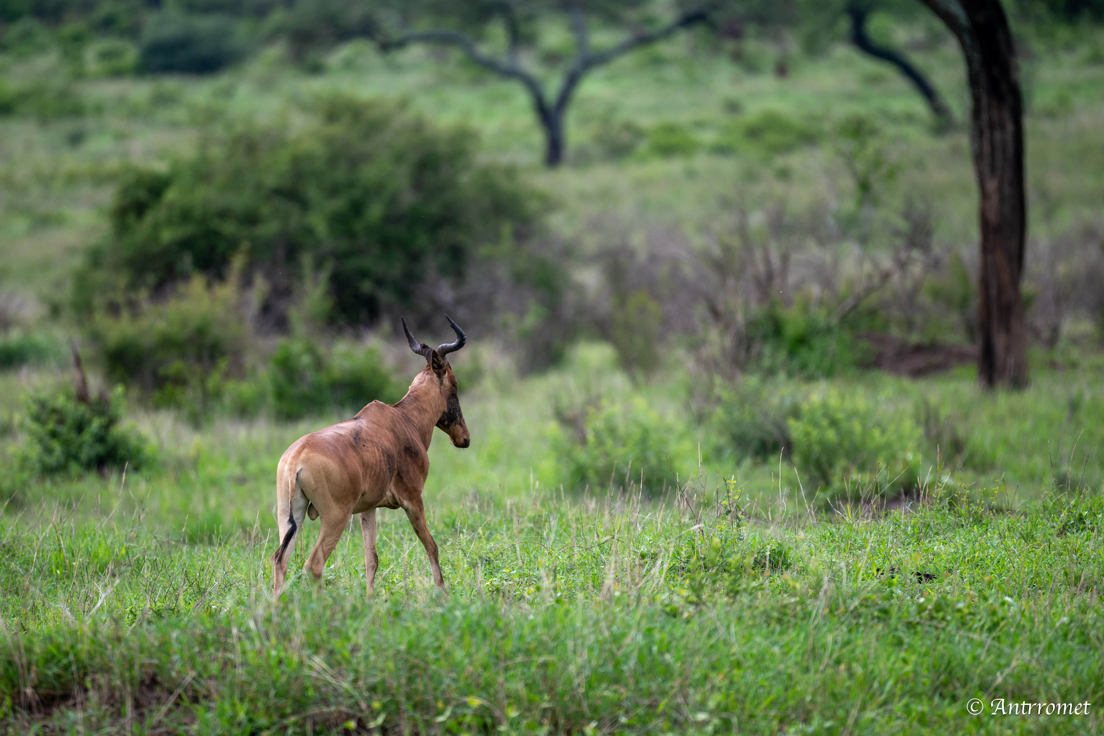 Hartebeest