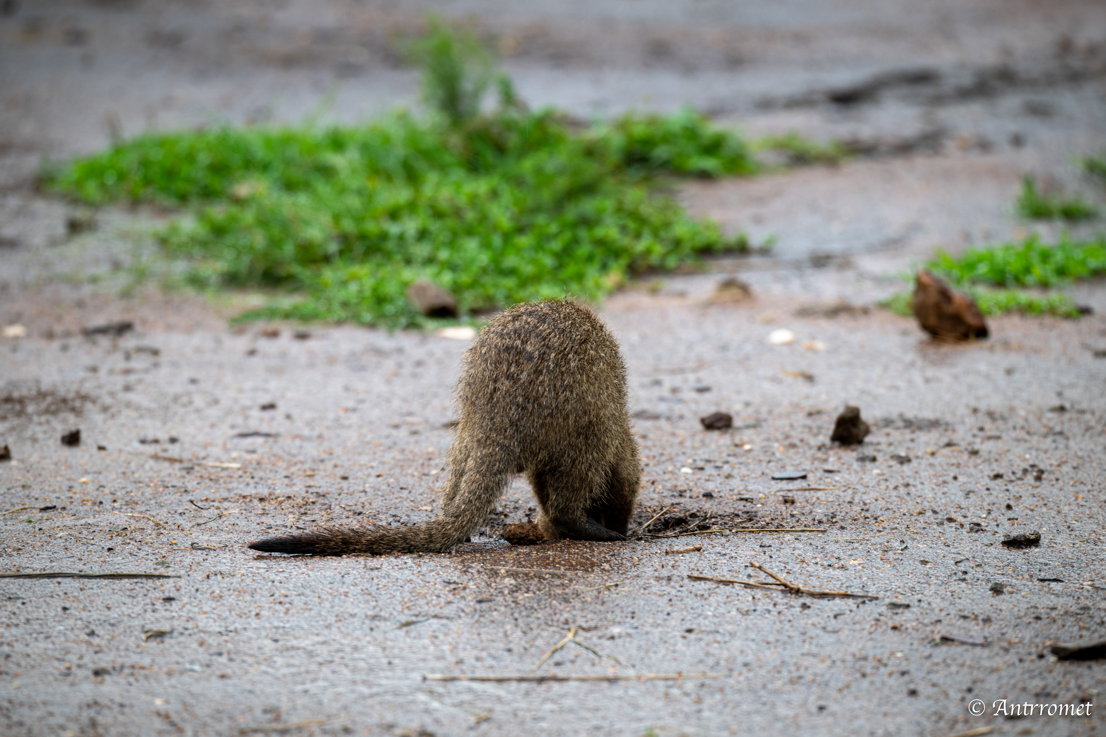 Banded Mongoose