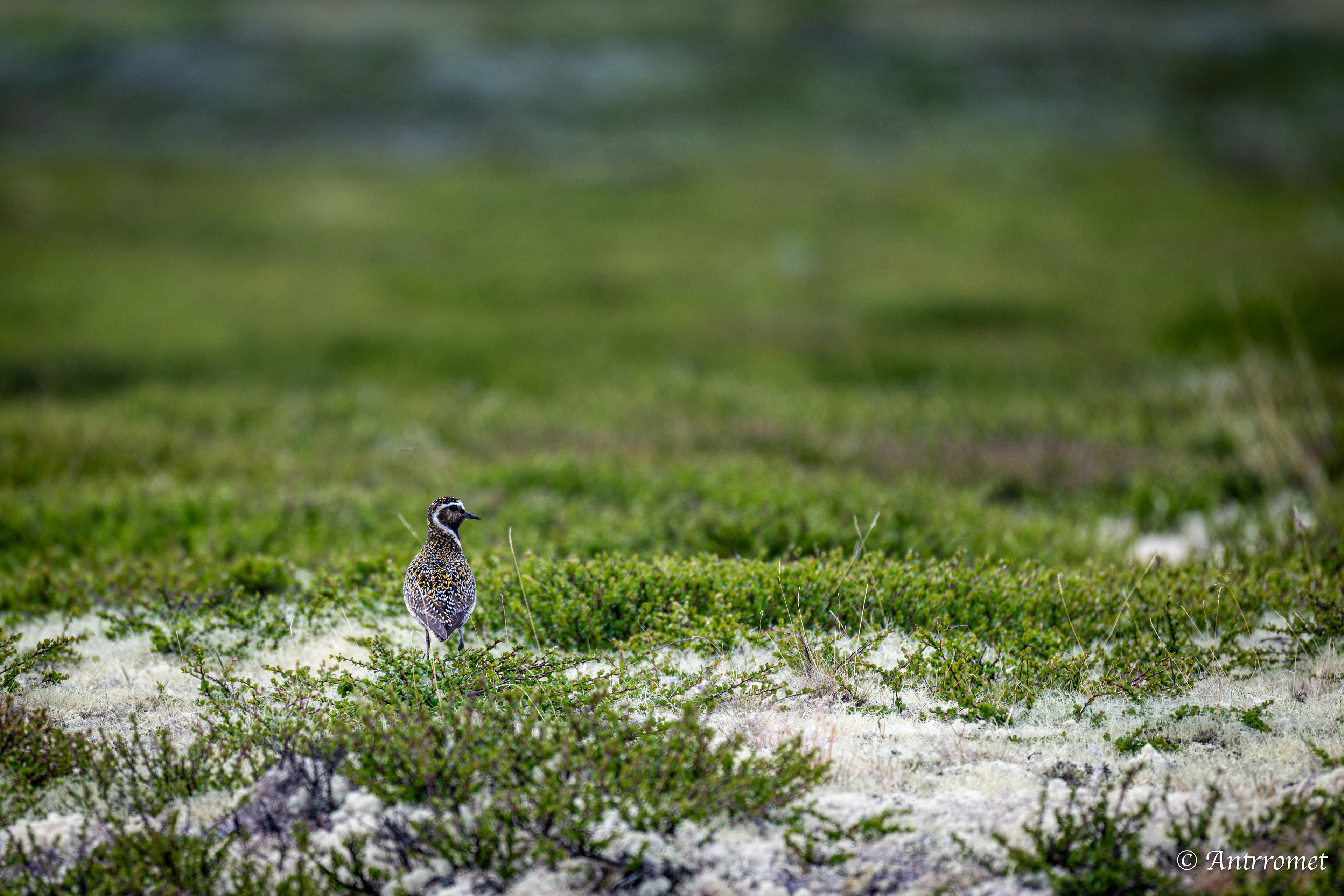 European golden plover, Dovrefjell–Sunndalsfjella National Park 