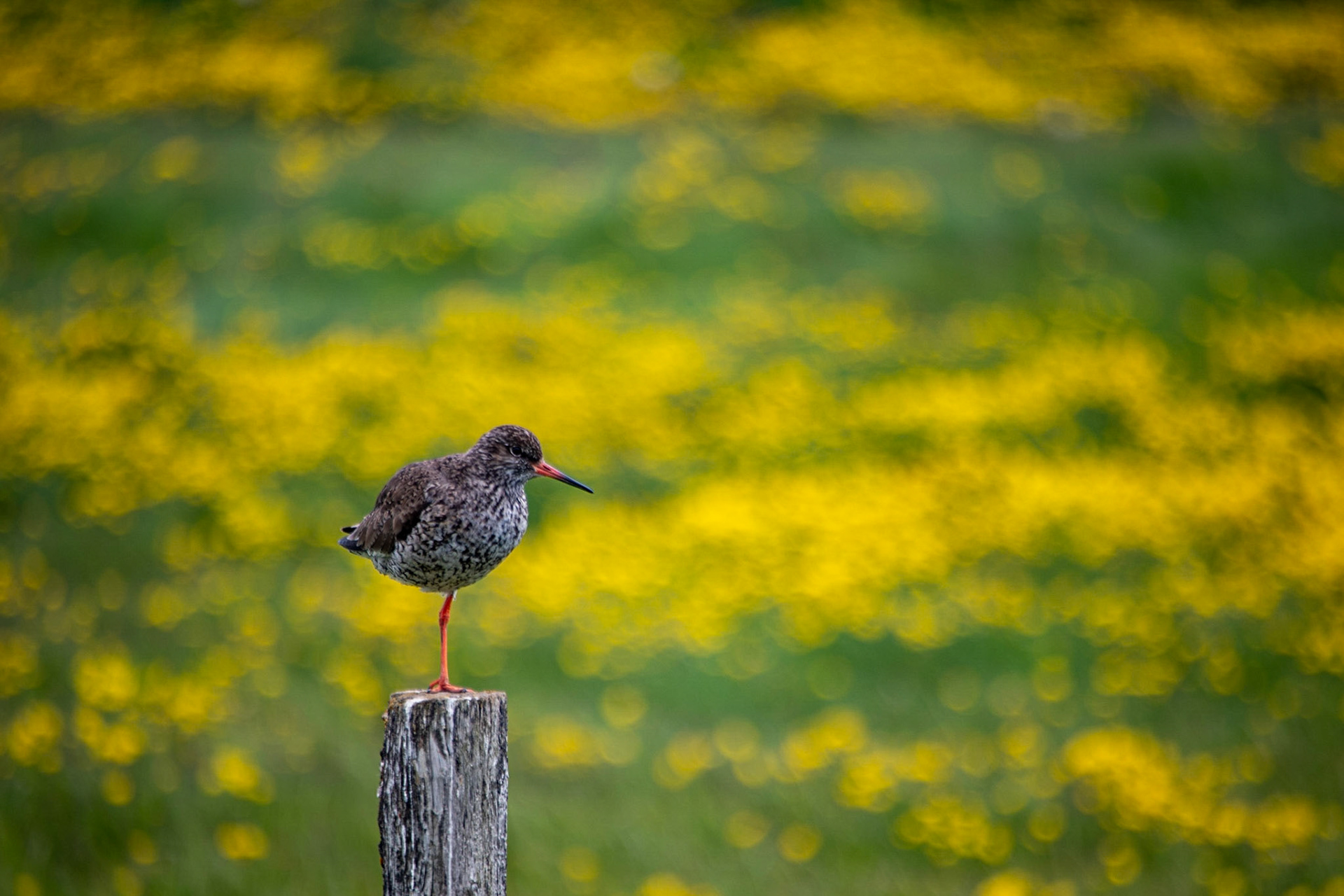 European golden plover