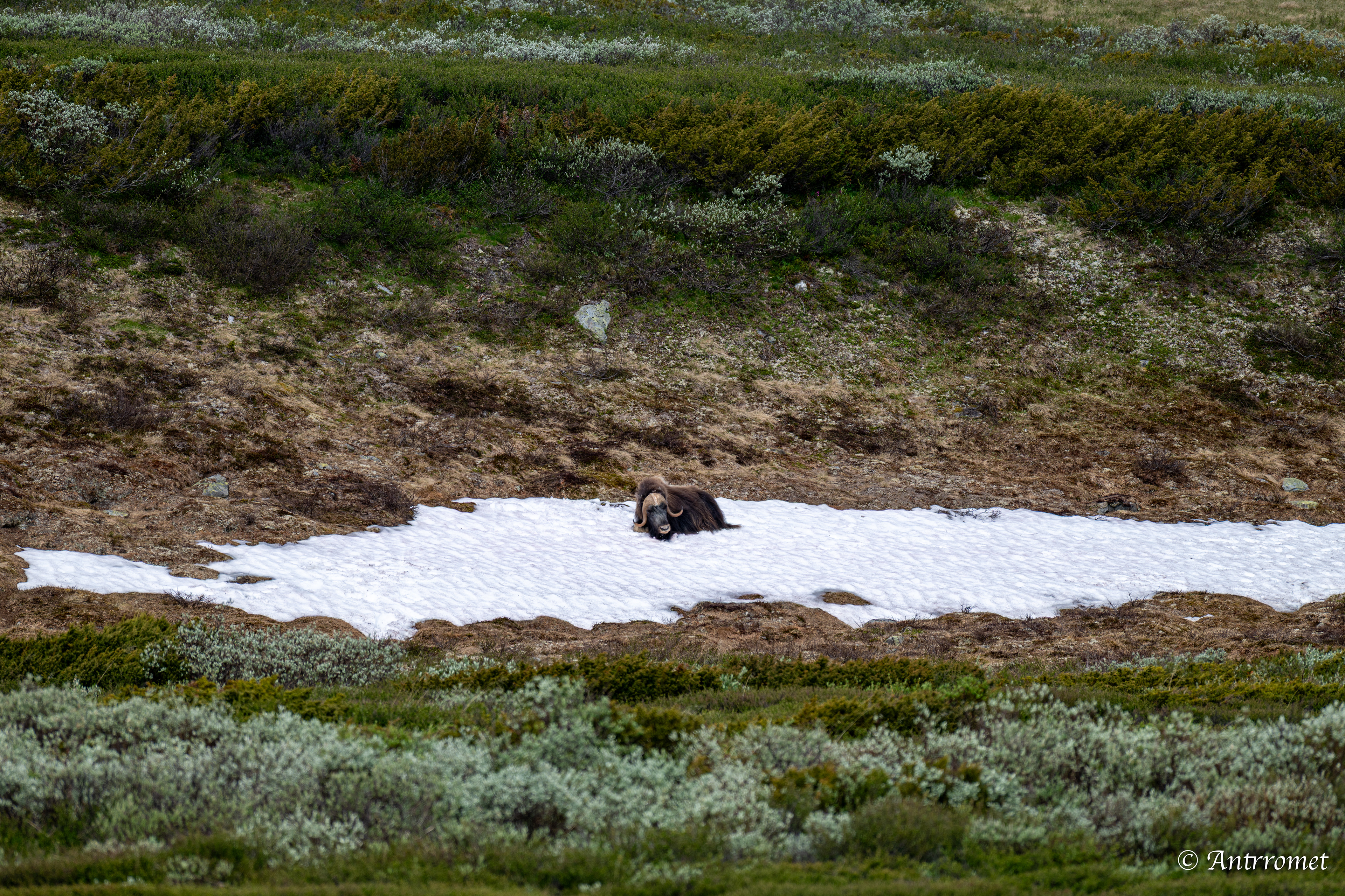 Musk Ox, Dovrefjell National Park