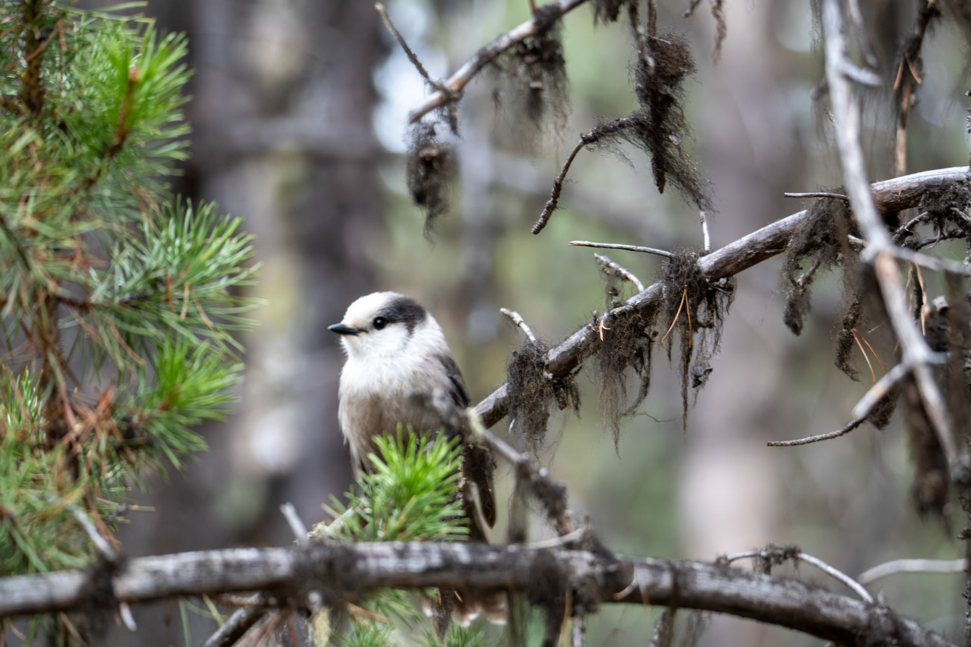 Canadian Jay near Moose lake