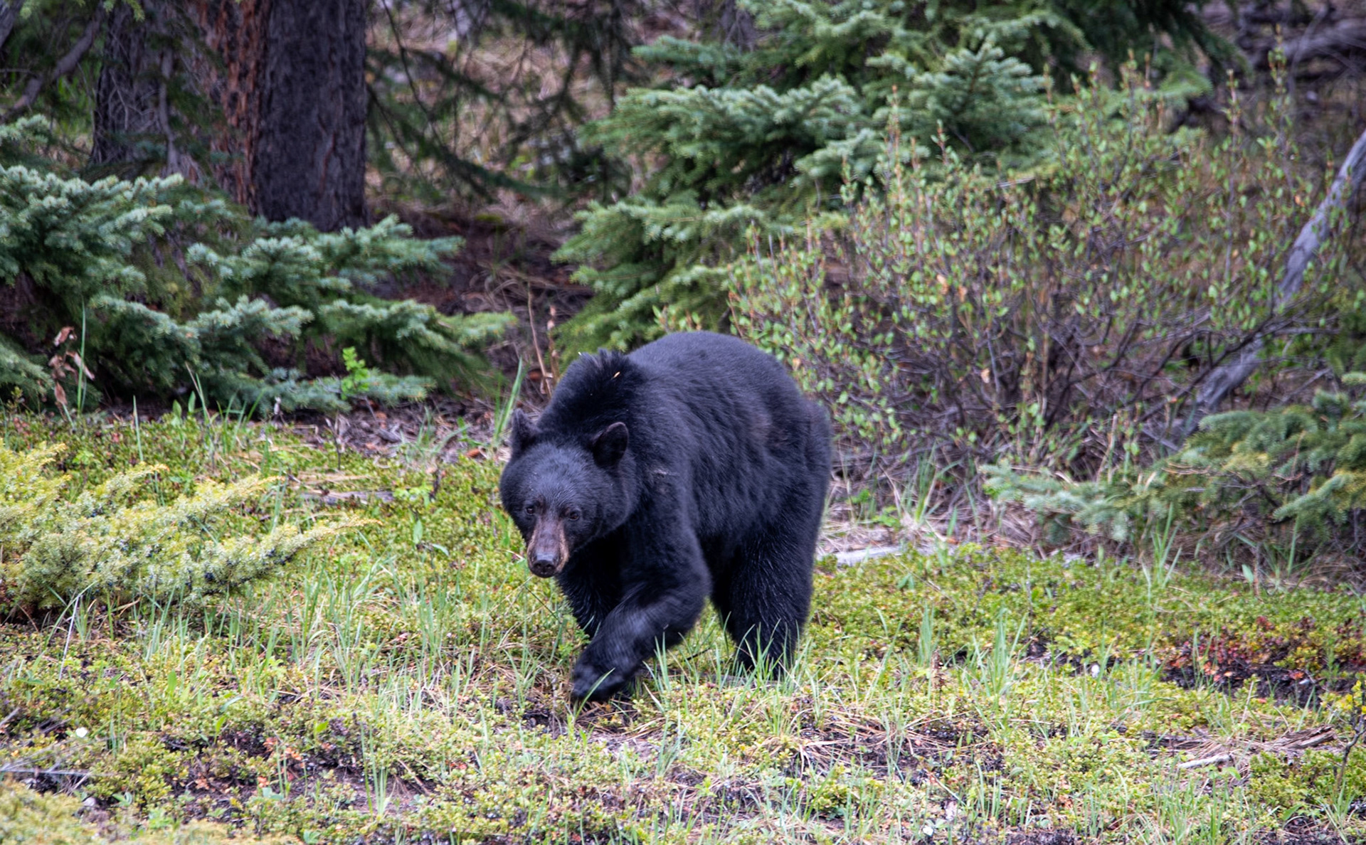Black bear near Goats and Glacier lookout on Icefields Parkway