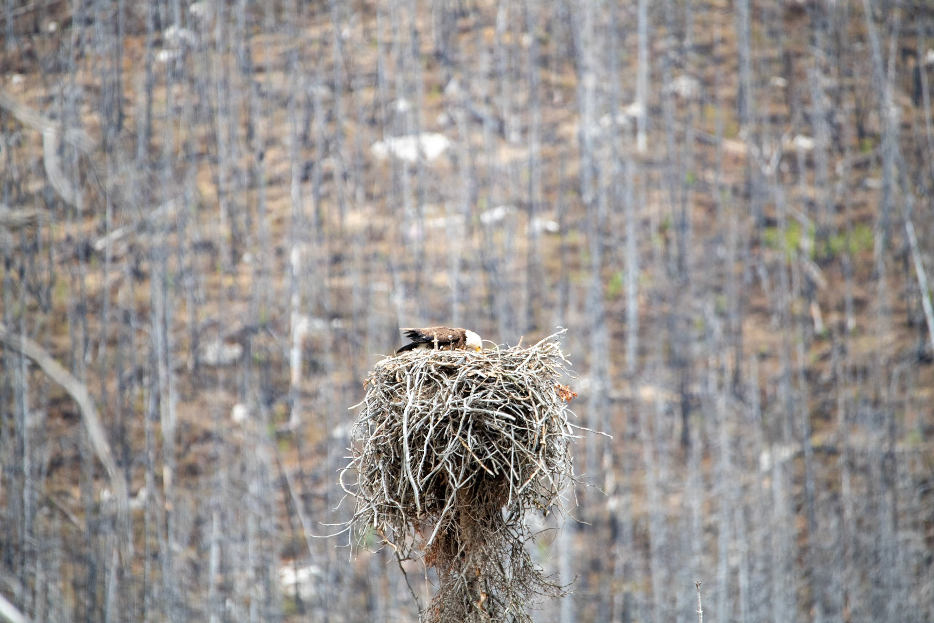 Nesting bald eagle at Medicine Lake