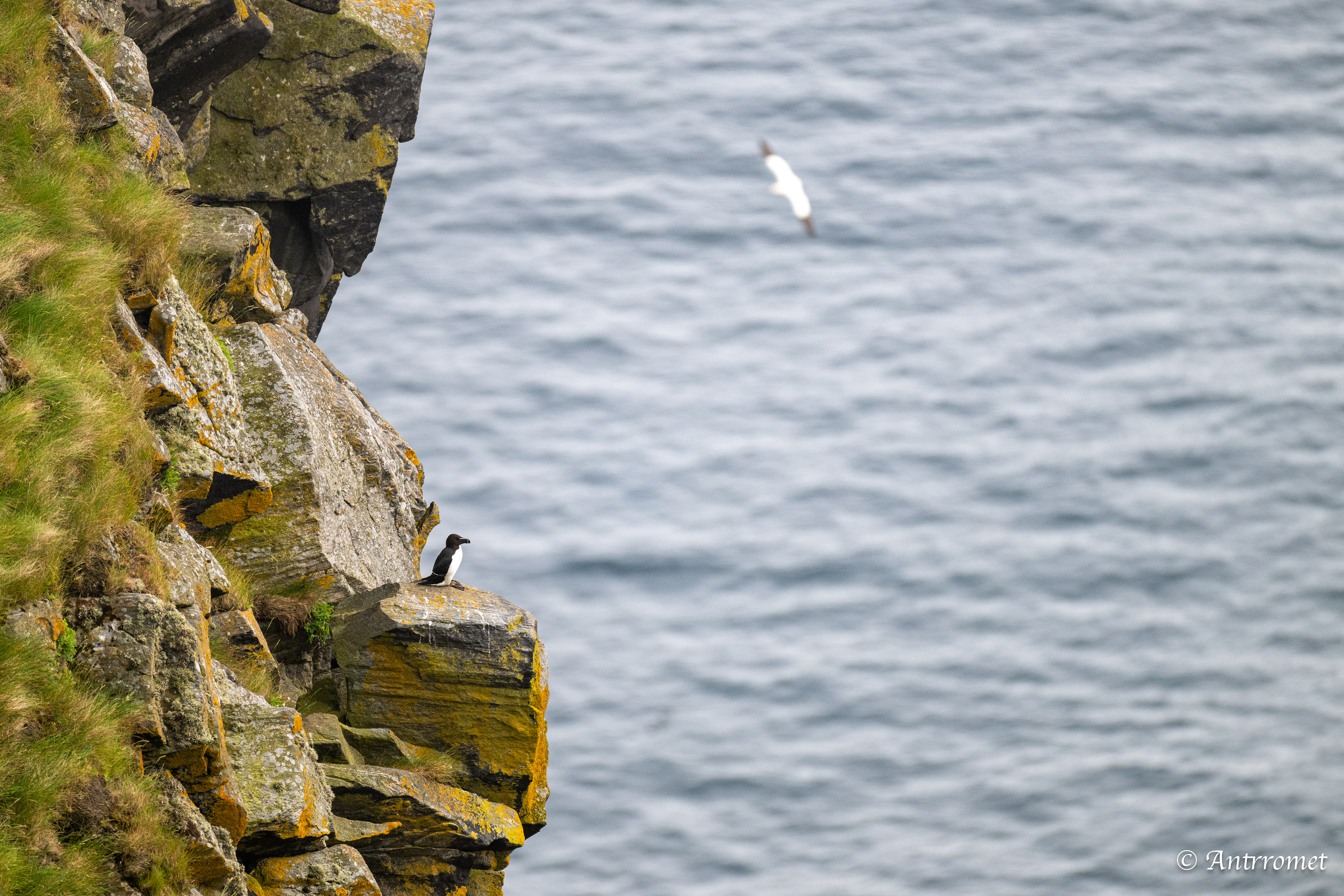 Viewpoint Gannets, Runde