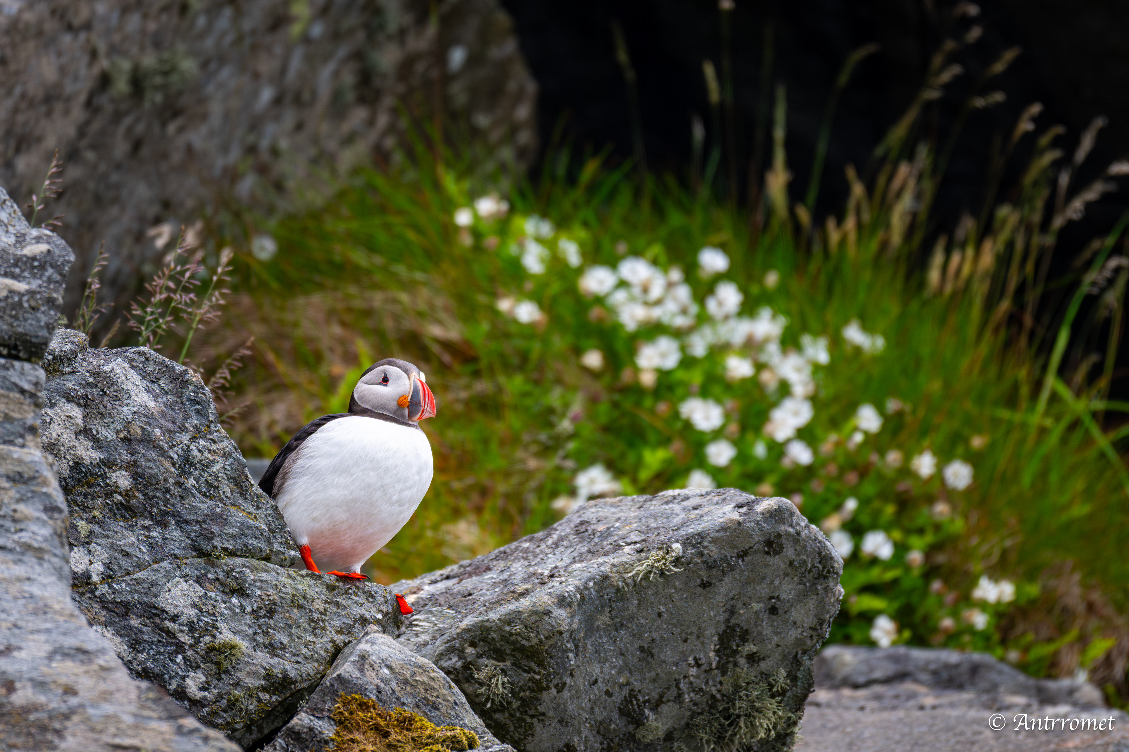 Puffin viewing point, Runde