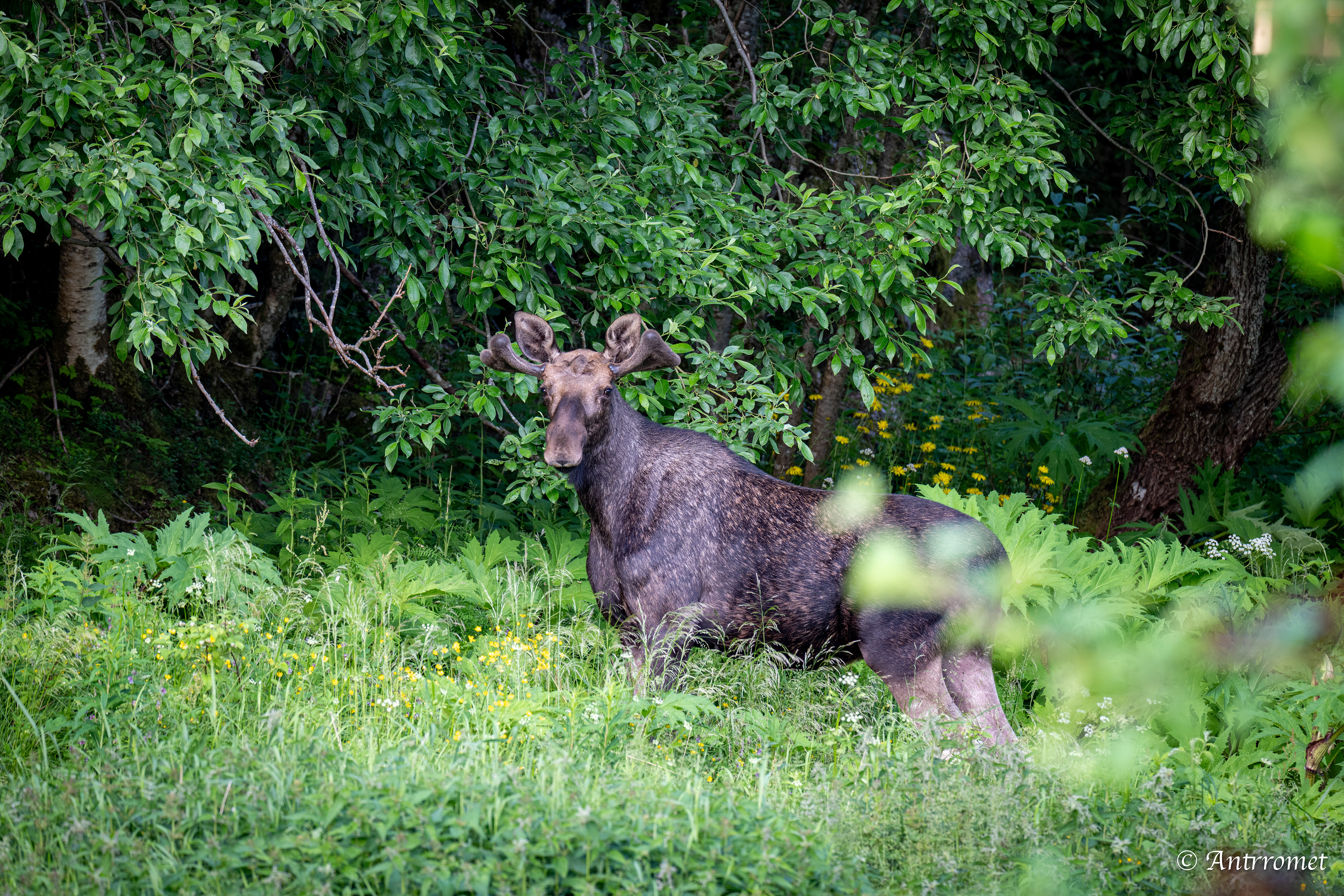 Moose somewhere in Bangsund