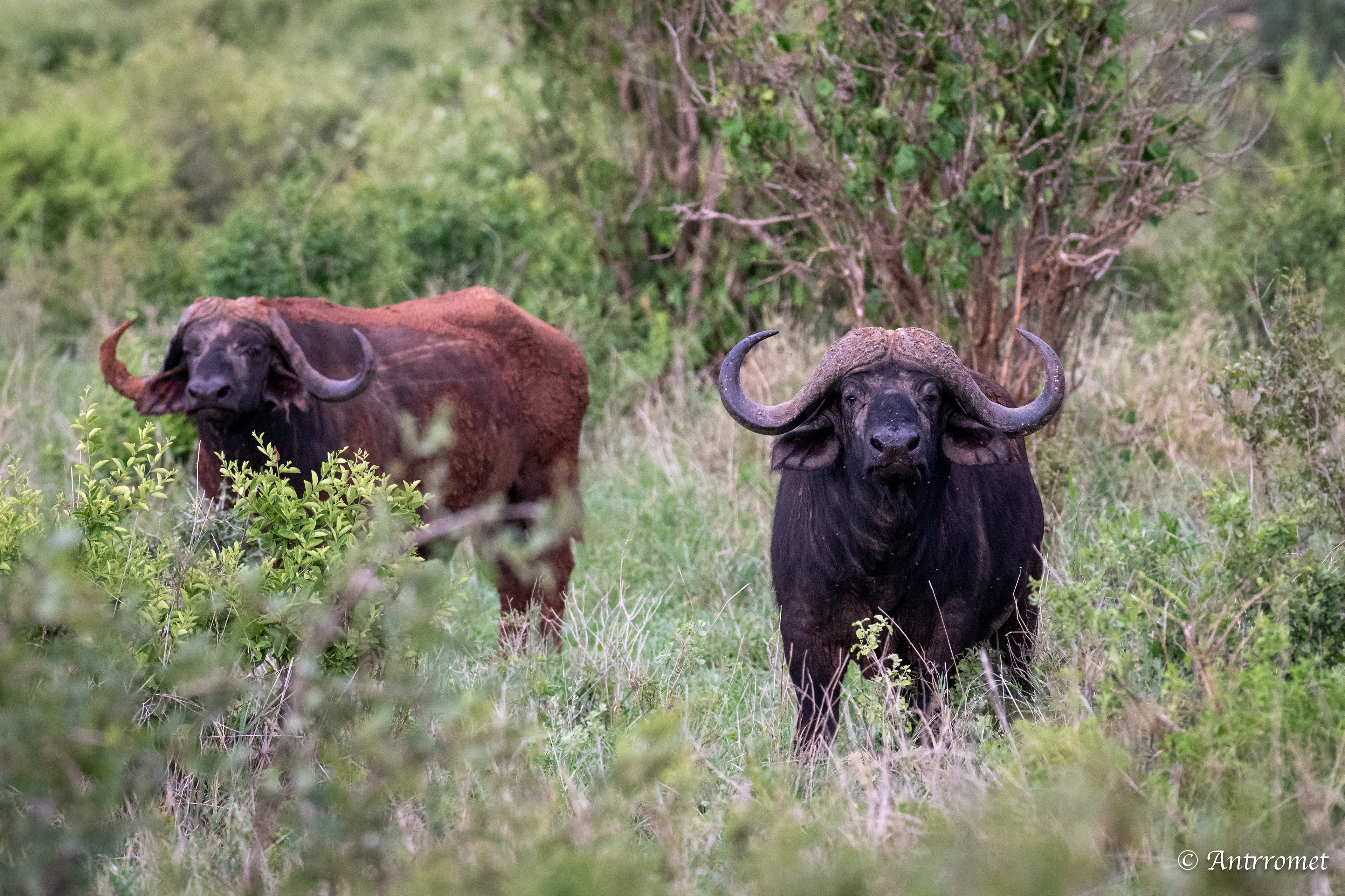 African Buffaloes