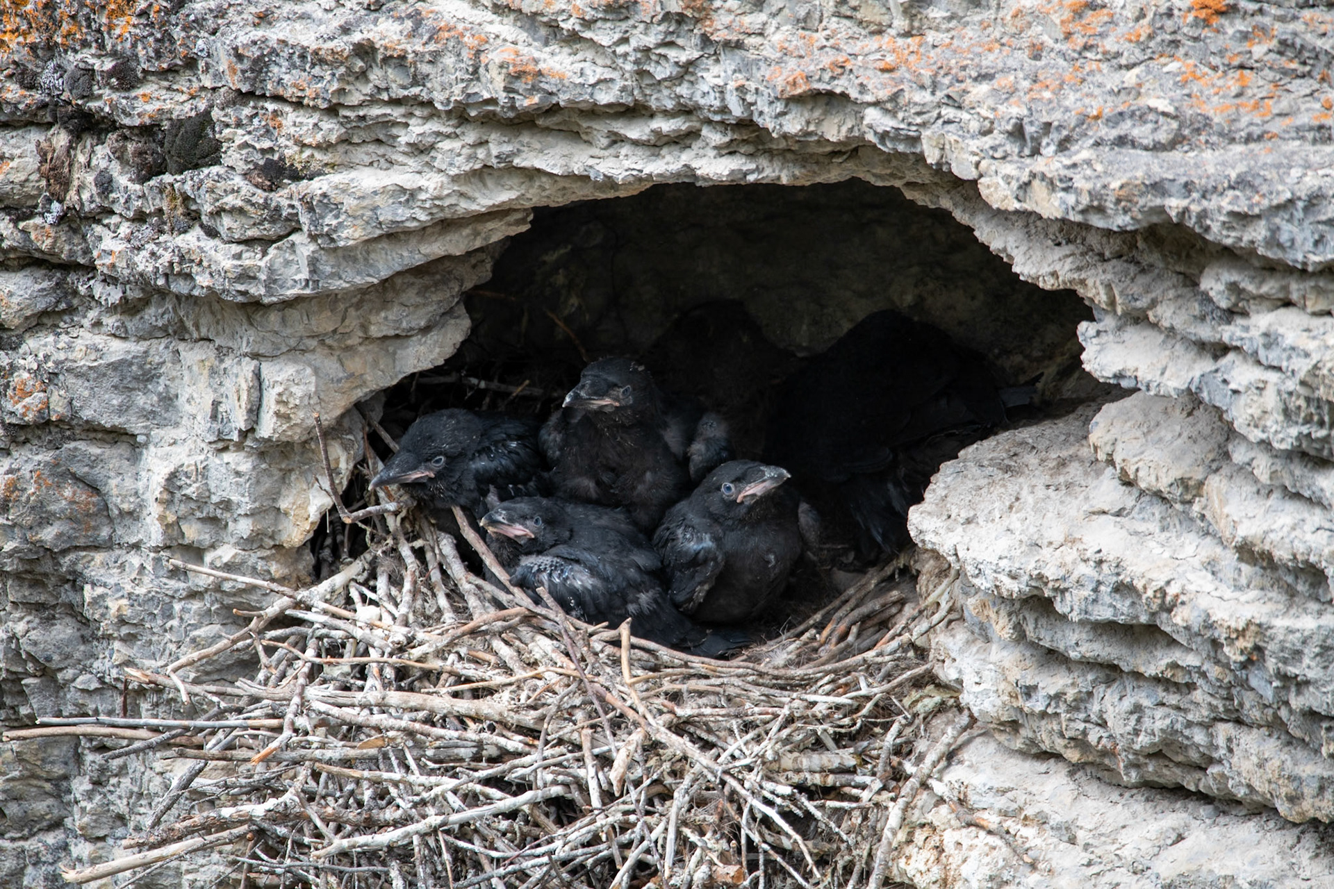 Raven babies