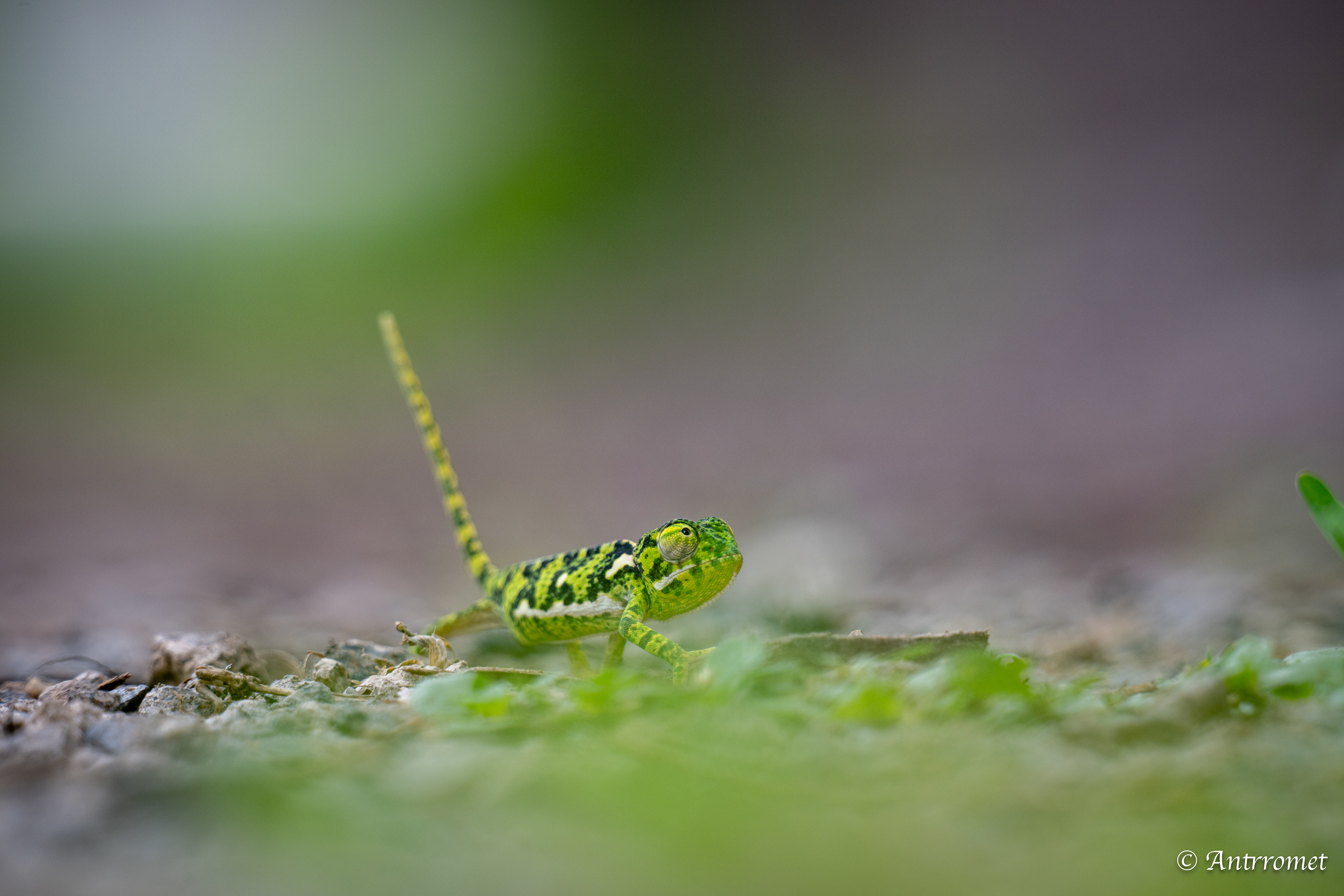 Flap-necked Chameleon