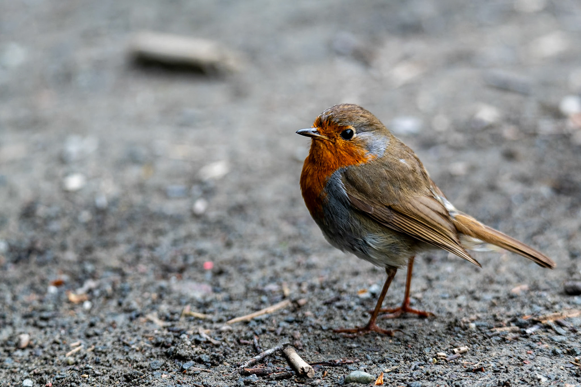 Robin redbreast