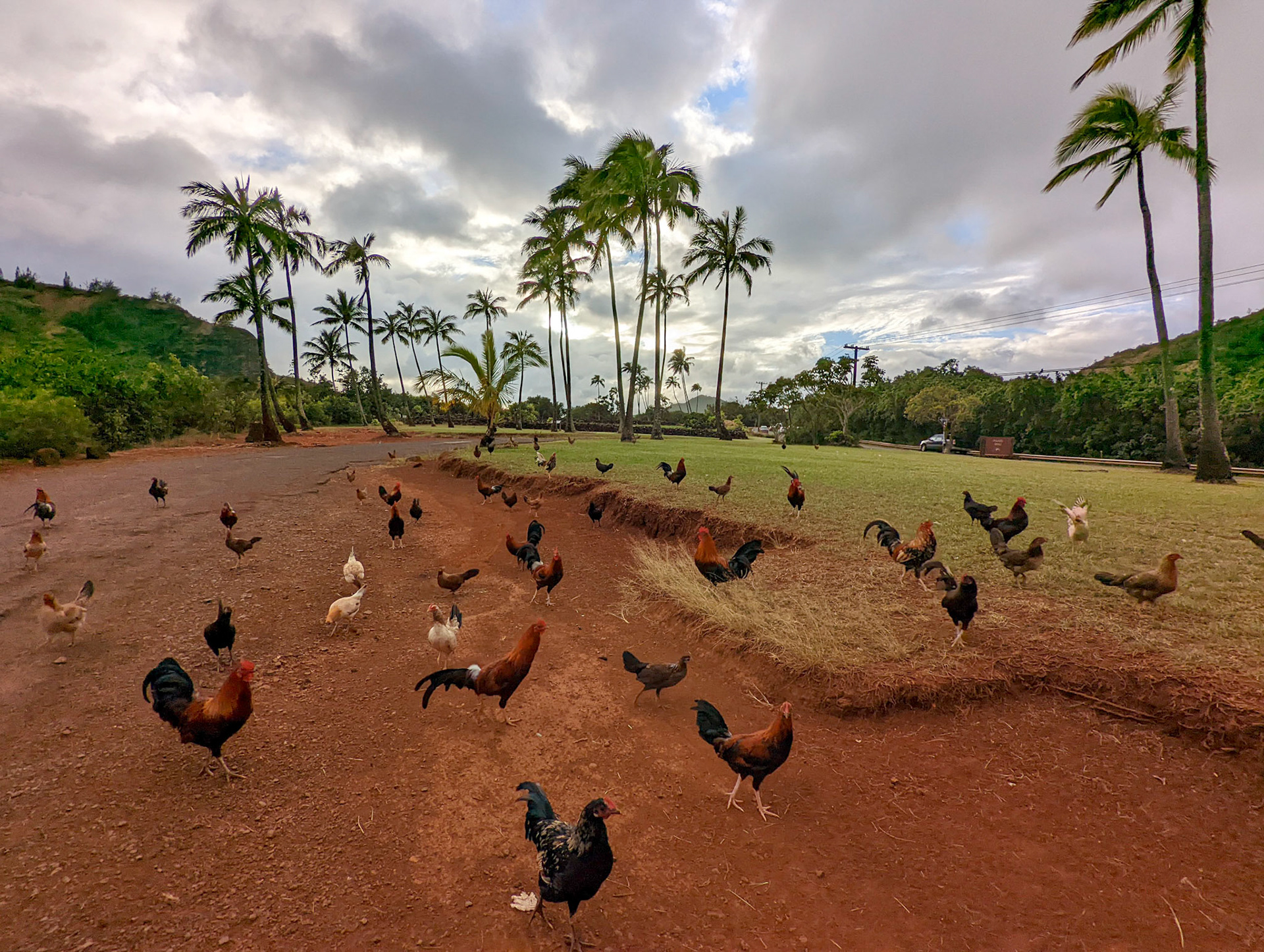 Chicken chicken everywhere not a piece to eat