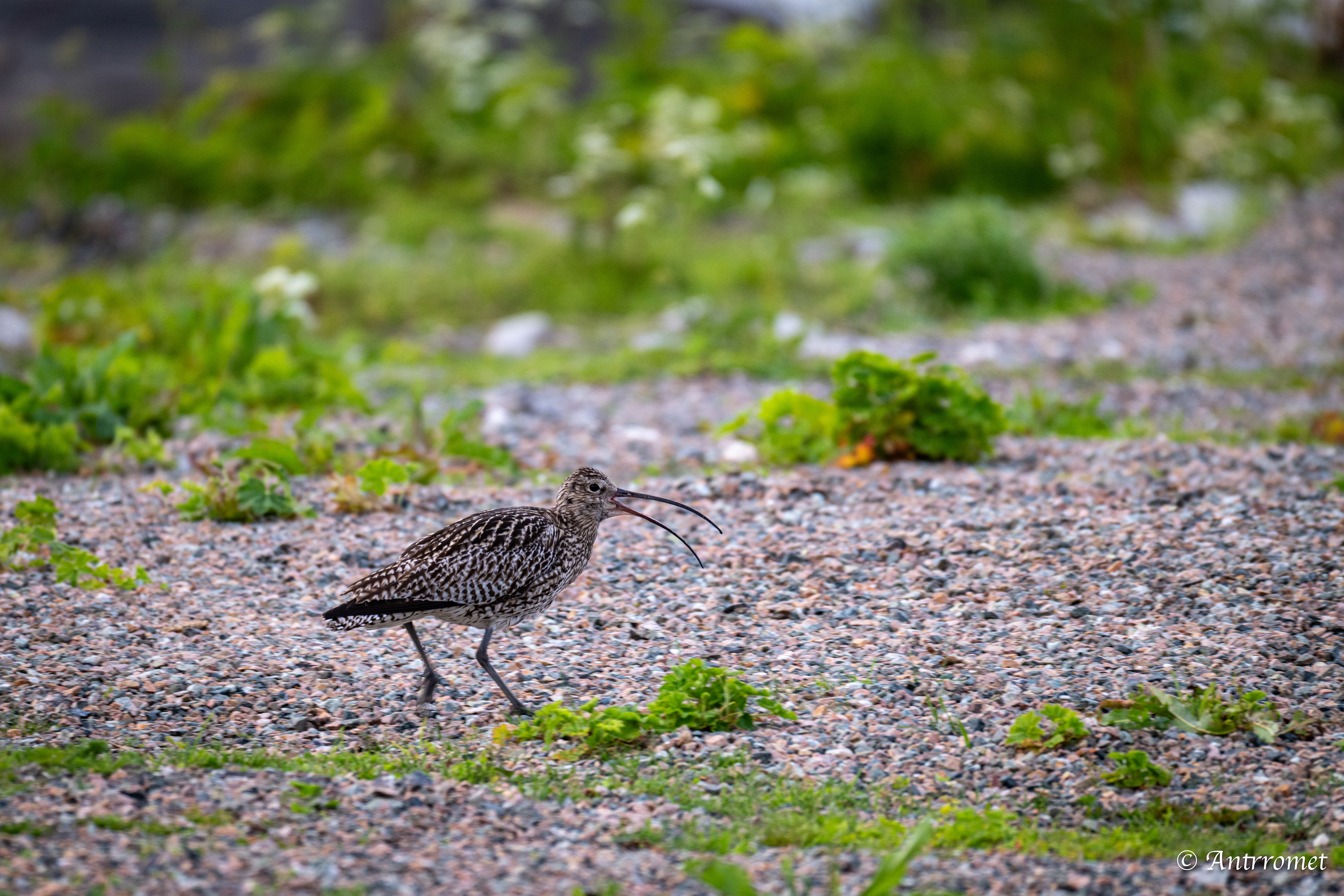 Eurasian curlew
