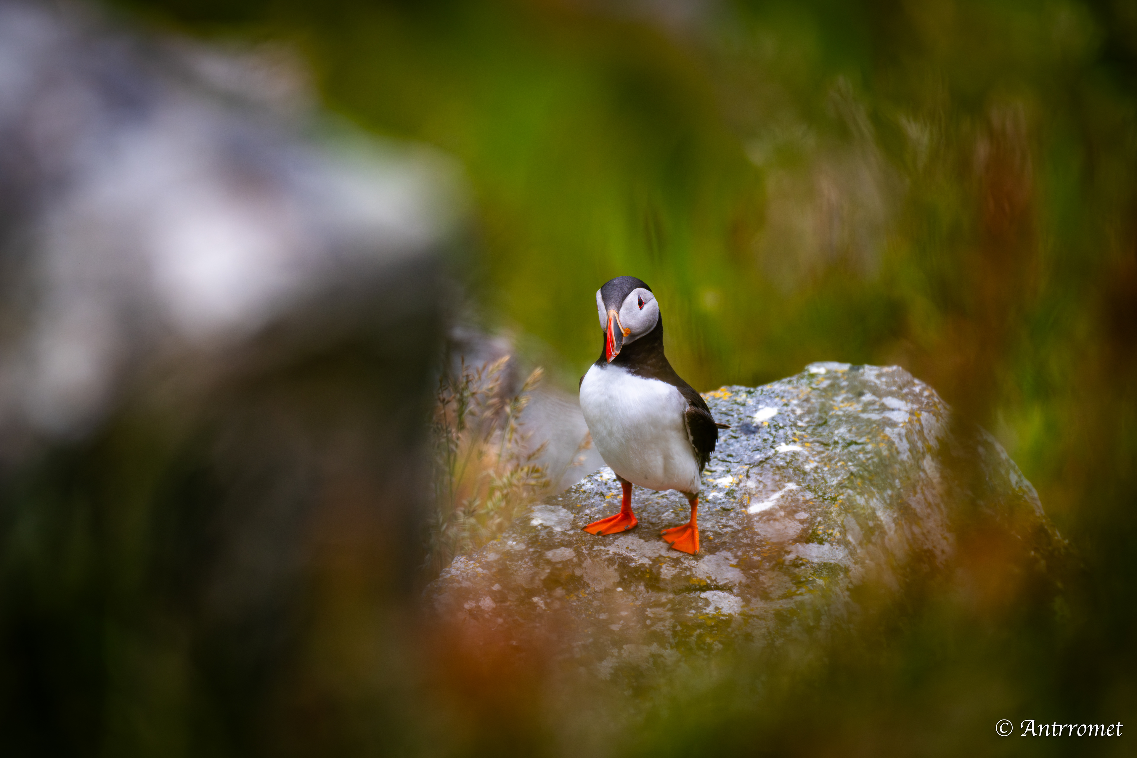 Puffins at Puffin viewing point, Runde