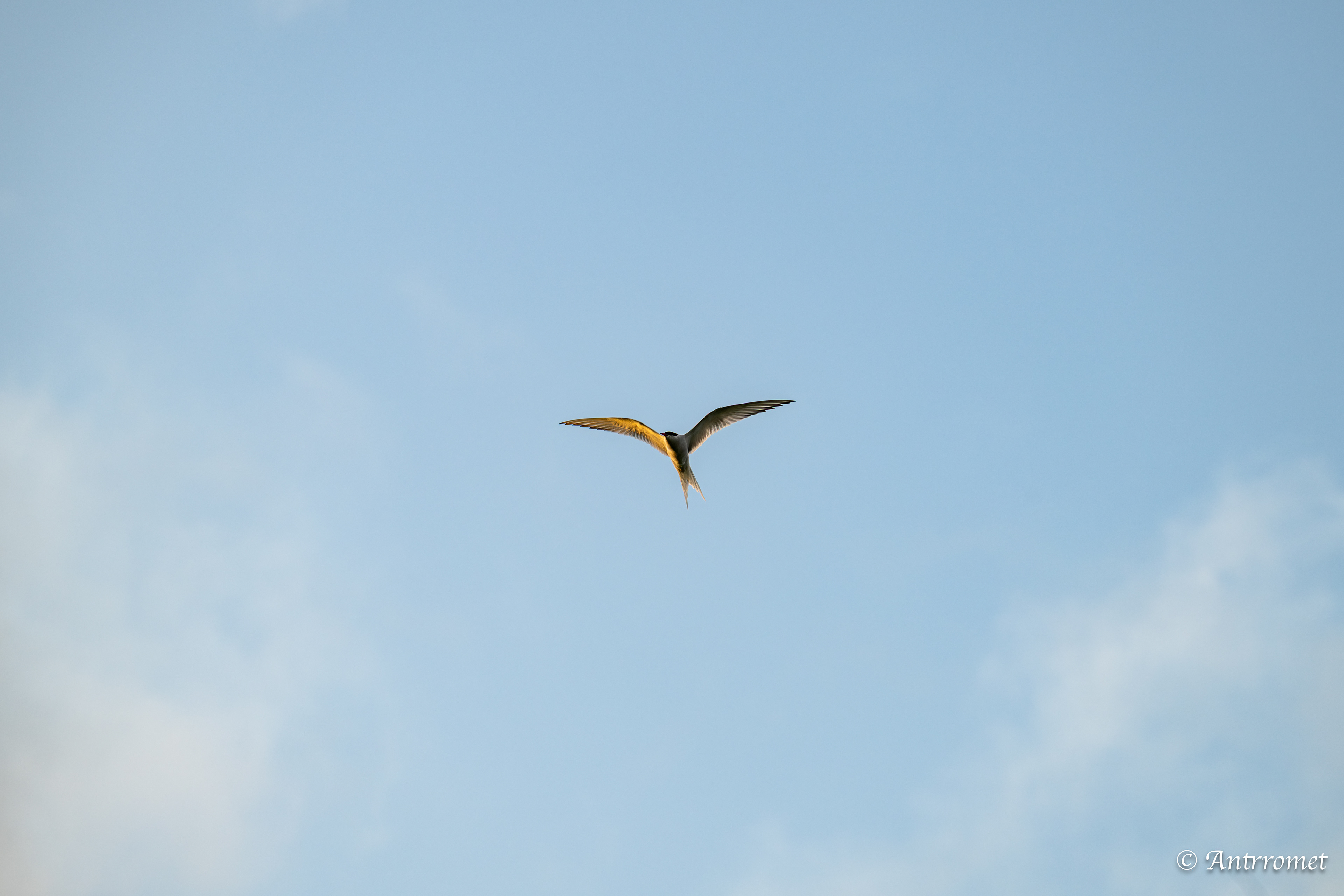 Arctic Tern somewhere near Åse on a tour with Arctic North Adventures