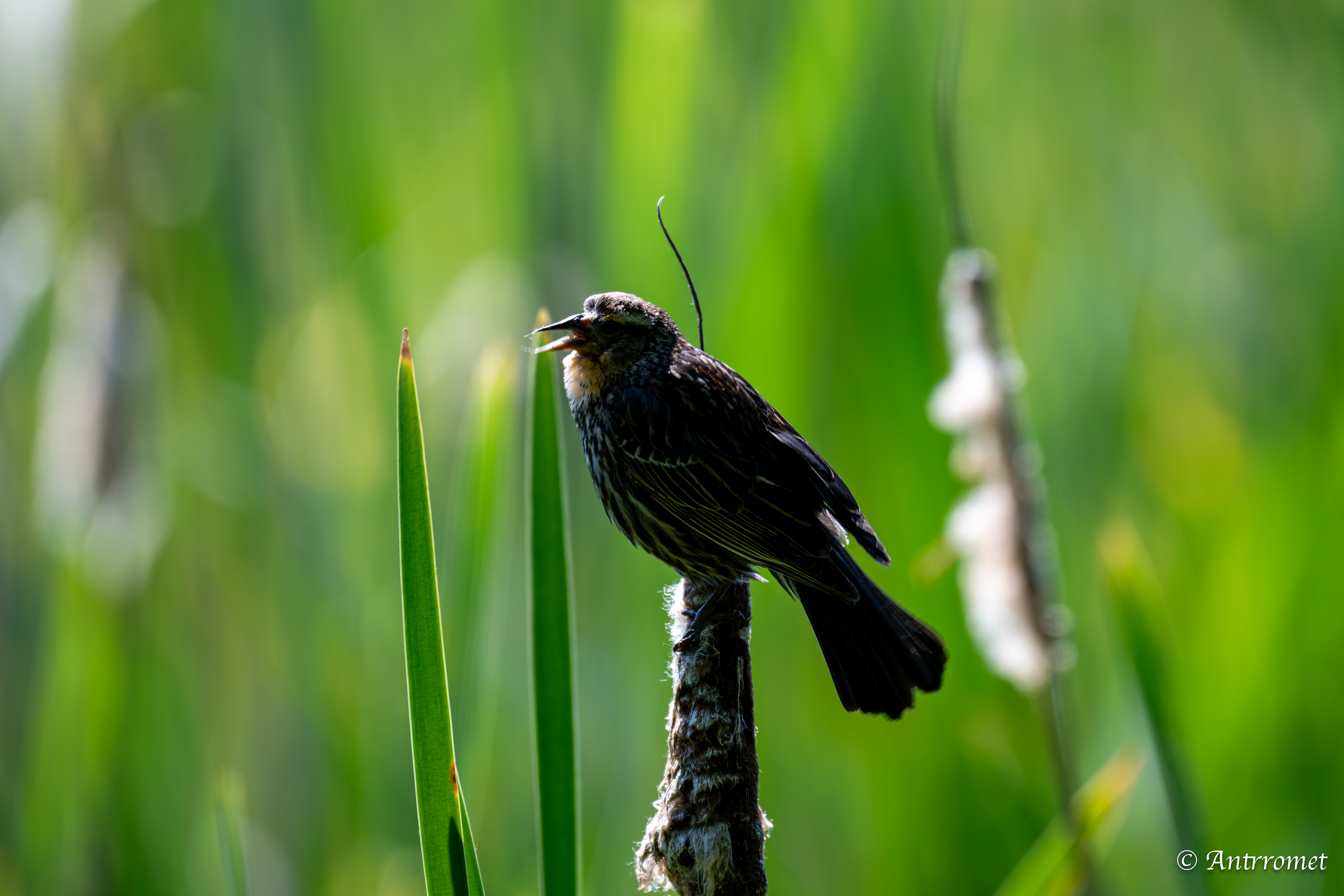 Male red-winged blackbird