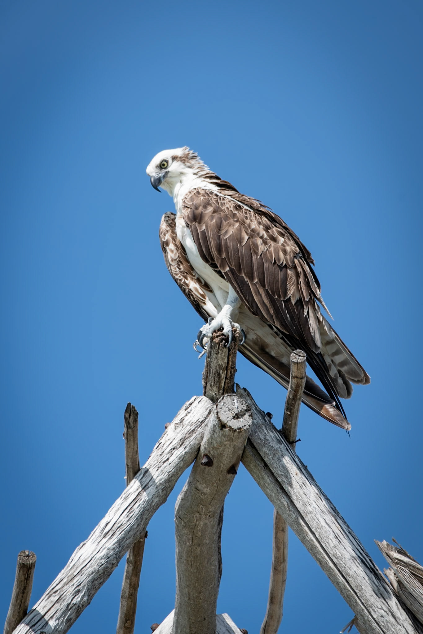 Osprey at Isla de la Pasión