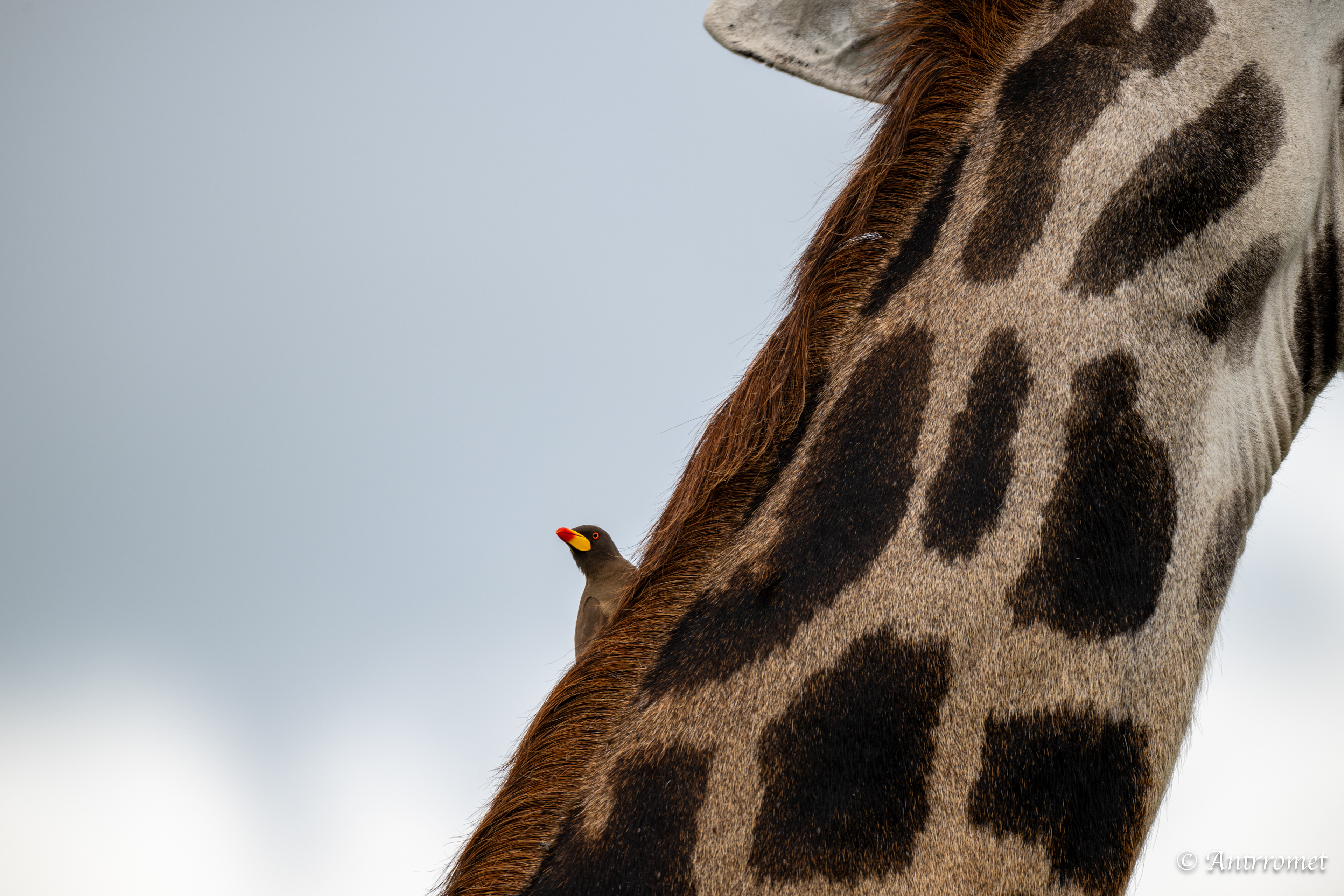 Red-billed Oxpecker on a Masai Giraffe