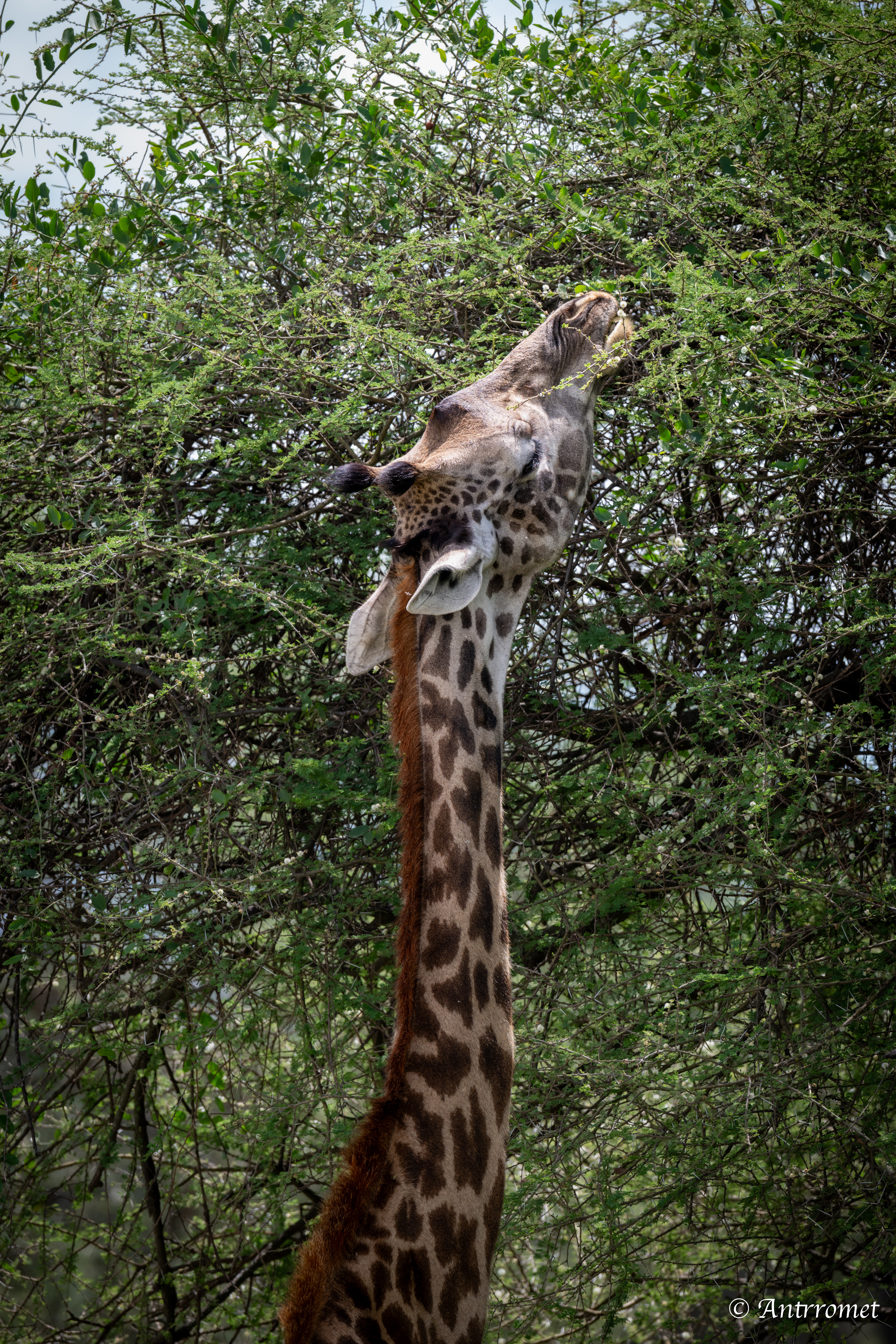 Masai Giraffe